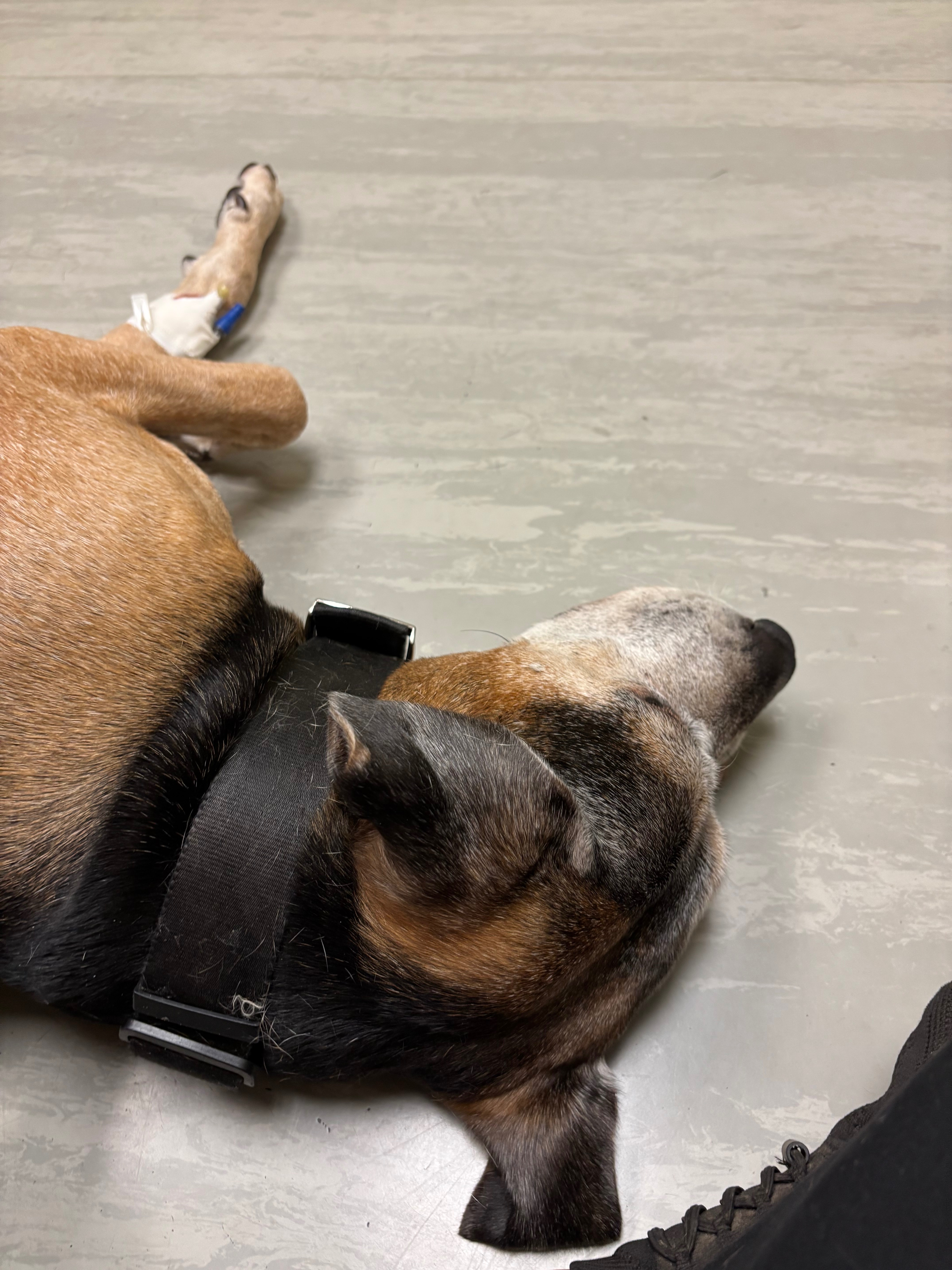 Help Brodie Heal: Support His Vet Care campaign photo, 4 of 8
