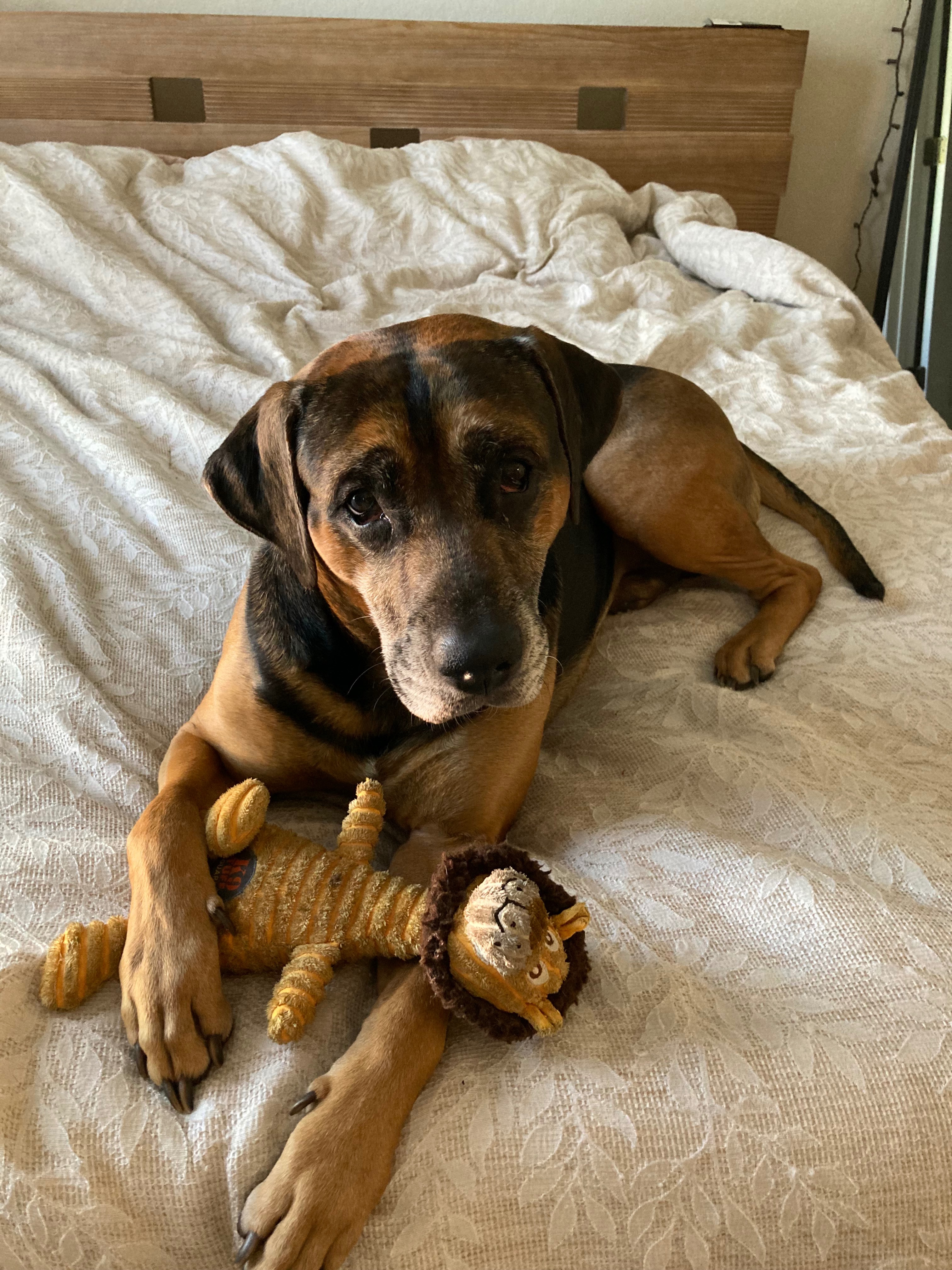 Help Brodie Heal: Support His Vet Care campaign photo, 6 of 8