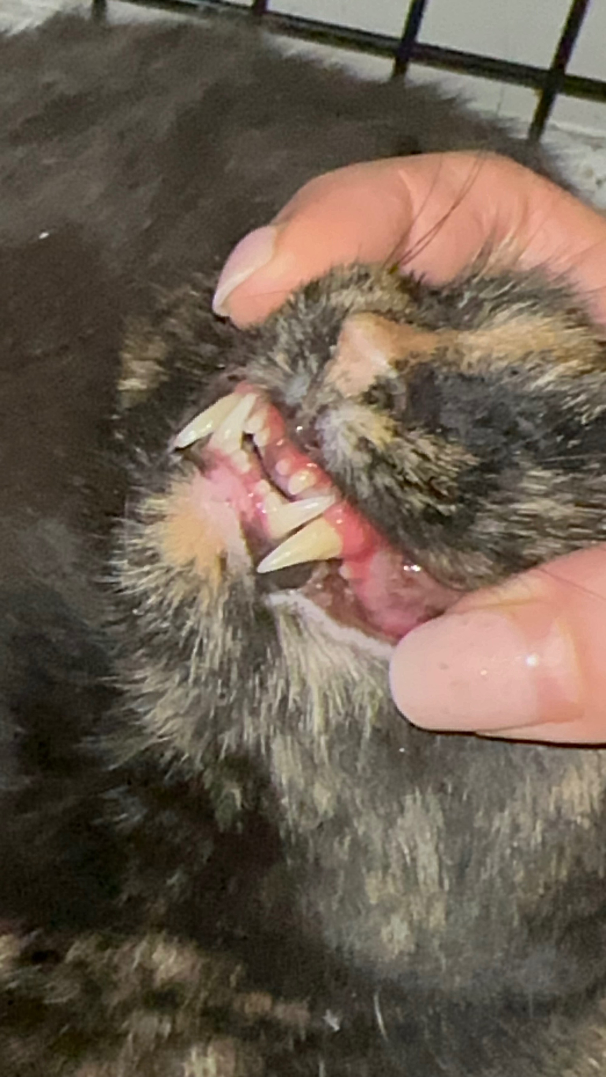 Help Gina Heal Stray Cats in Need campaign photo, 5 of 6
