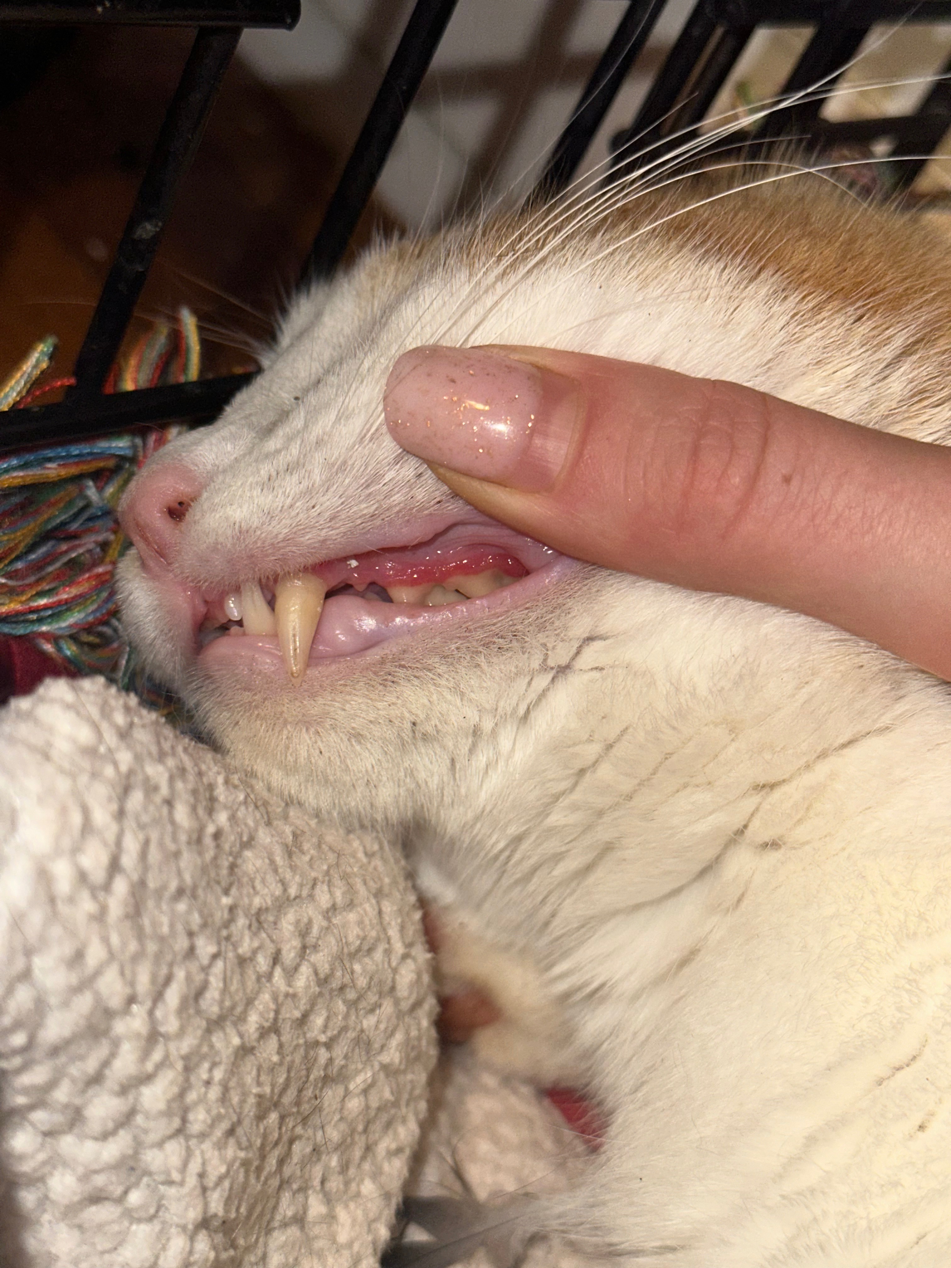 Help Gina Heal Stray Cats in Need campaign photo, 2 of 6