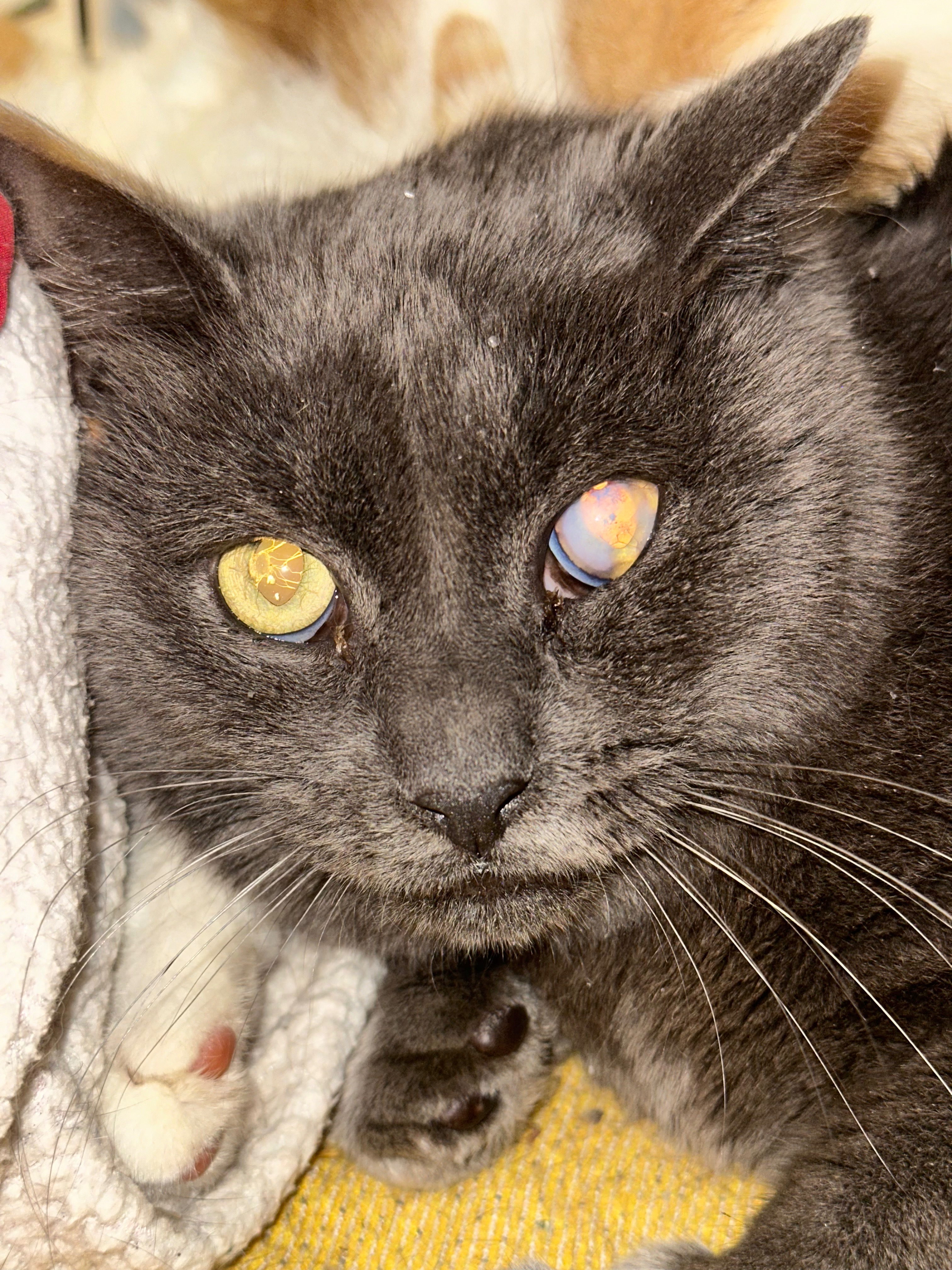 Help Gina Heal Stray Cats in Need campaign photo, 4 of 6