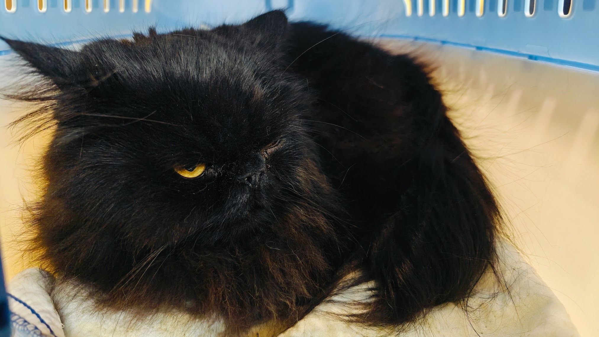 For Ari, my sweet boy — help with his final emergency bills campaign photo, 4 of 7