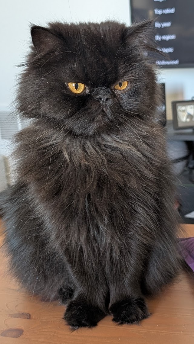 For Ari, my sweet boy — help with his final emergency bills campaign photo, 2 of 7
