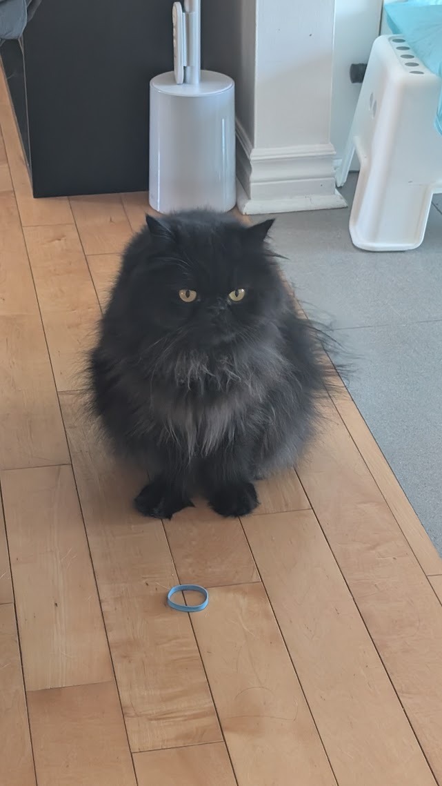 For Ari, my sweet boy — help with his final emergency bills campaign photo, 6 of 7