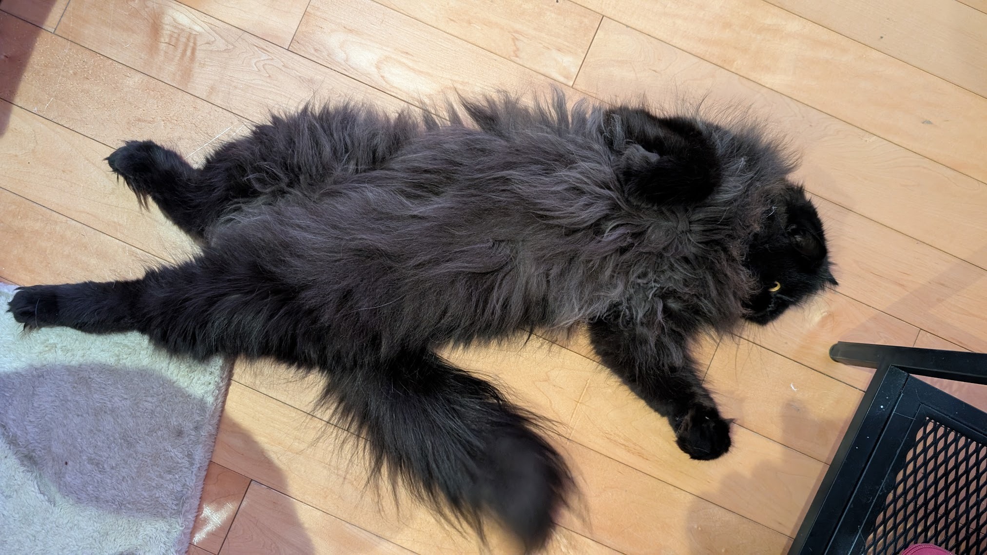 For Ari, my sweet boy — help with his final emergency bills campaign photo, 5 of 7