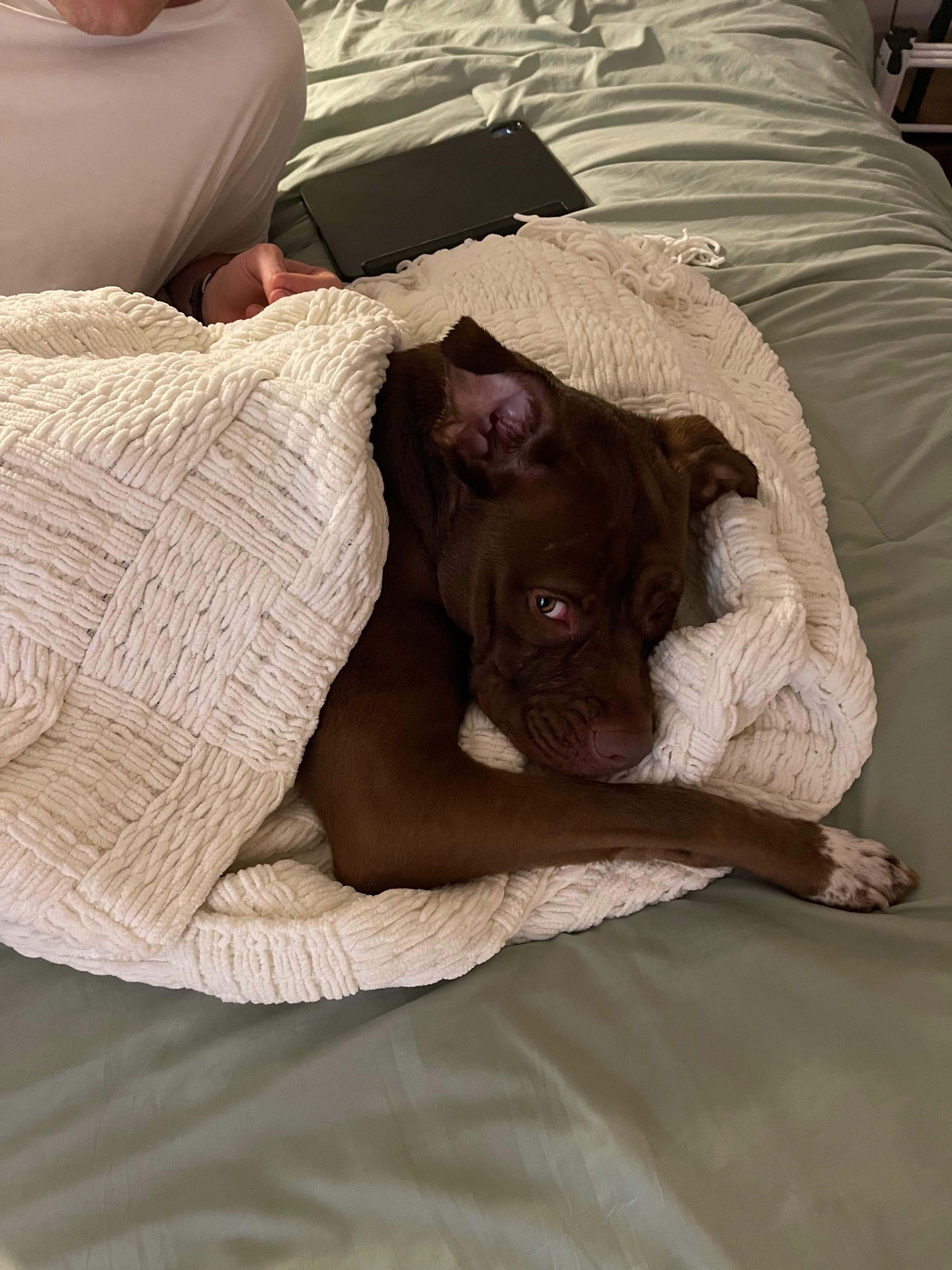 Help Pepper Recover After Hit-and-Run campaign photo, 4 of 5