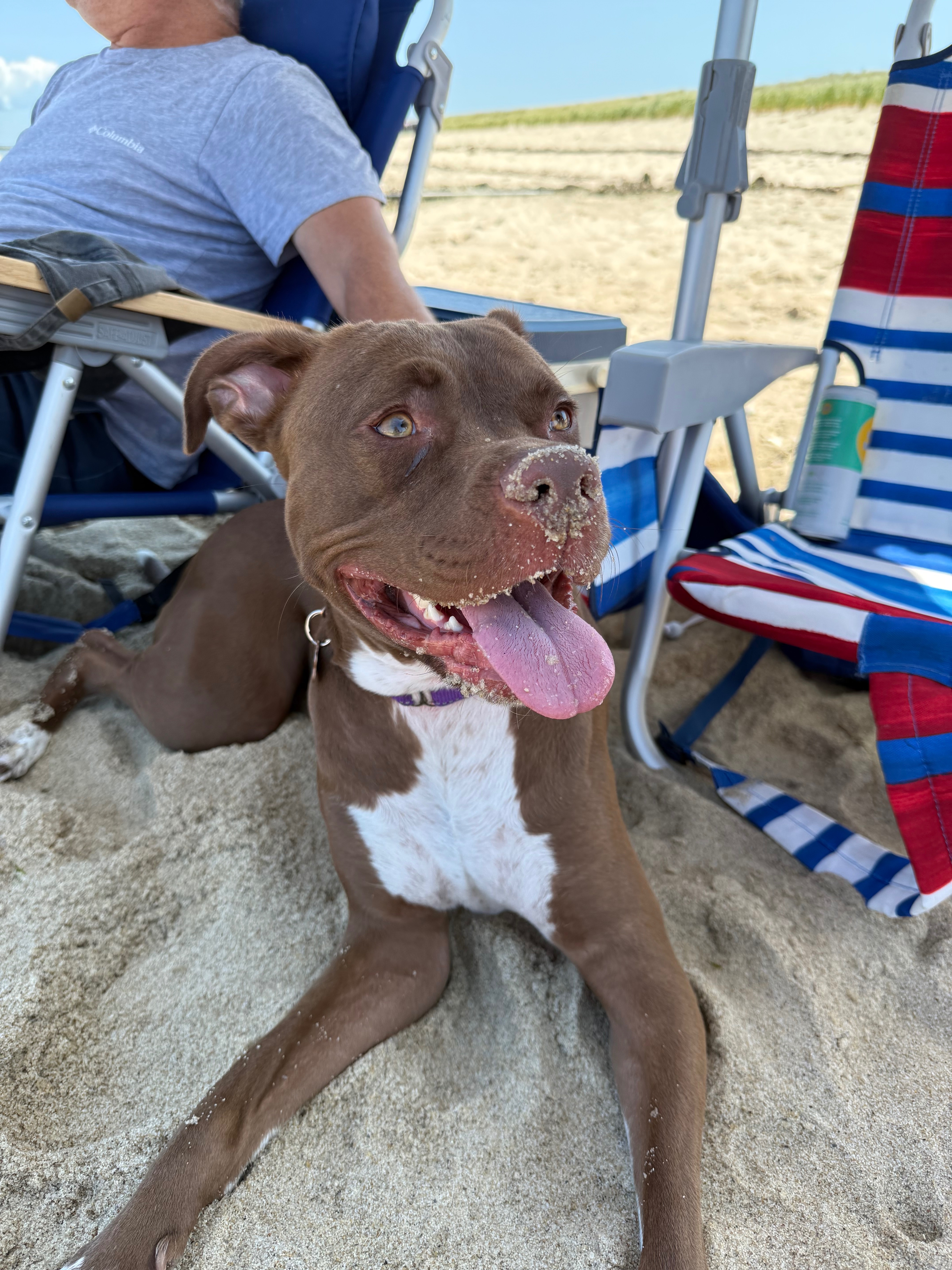 Help Pepper Recover After Hit-and-Run campaign photo, 2 of 5