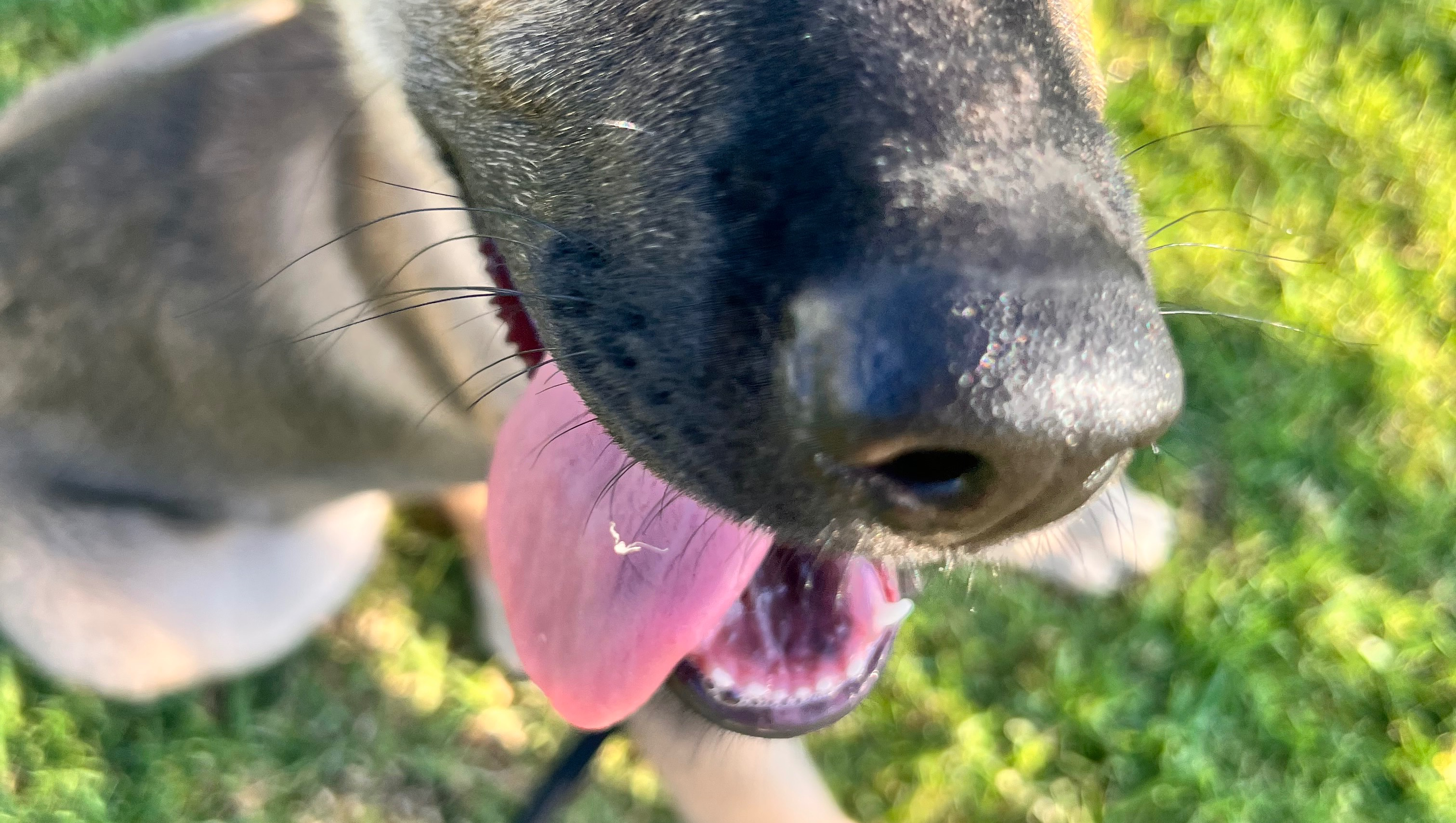 Support a Dream: Professional Dog Training photo