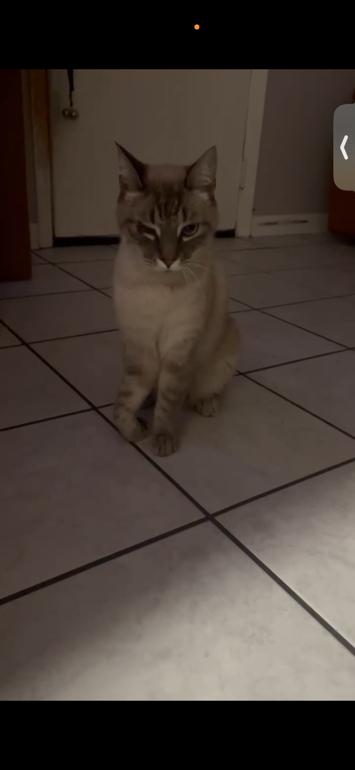 Help Milo Walk Again After His Accident campaign photo, 4 of 5