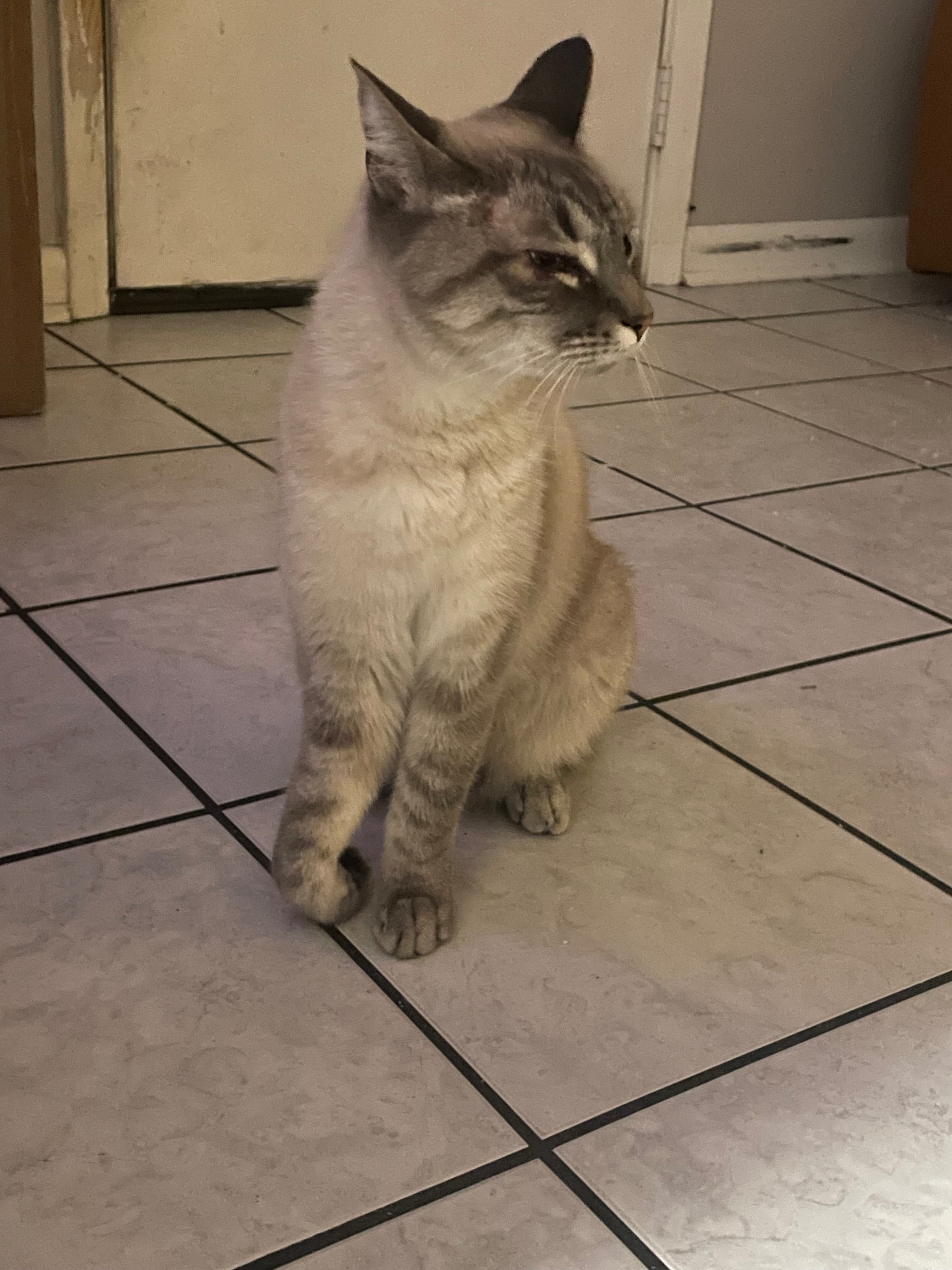 Help Milo Walk Again After His Accident campaign photo, 2 of 5