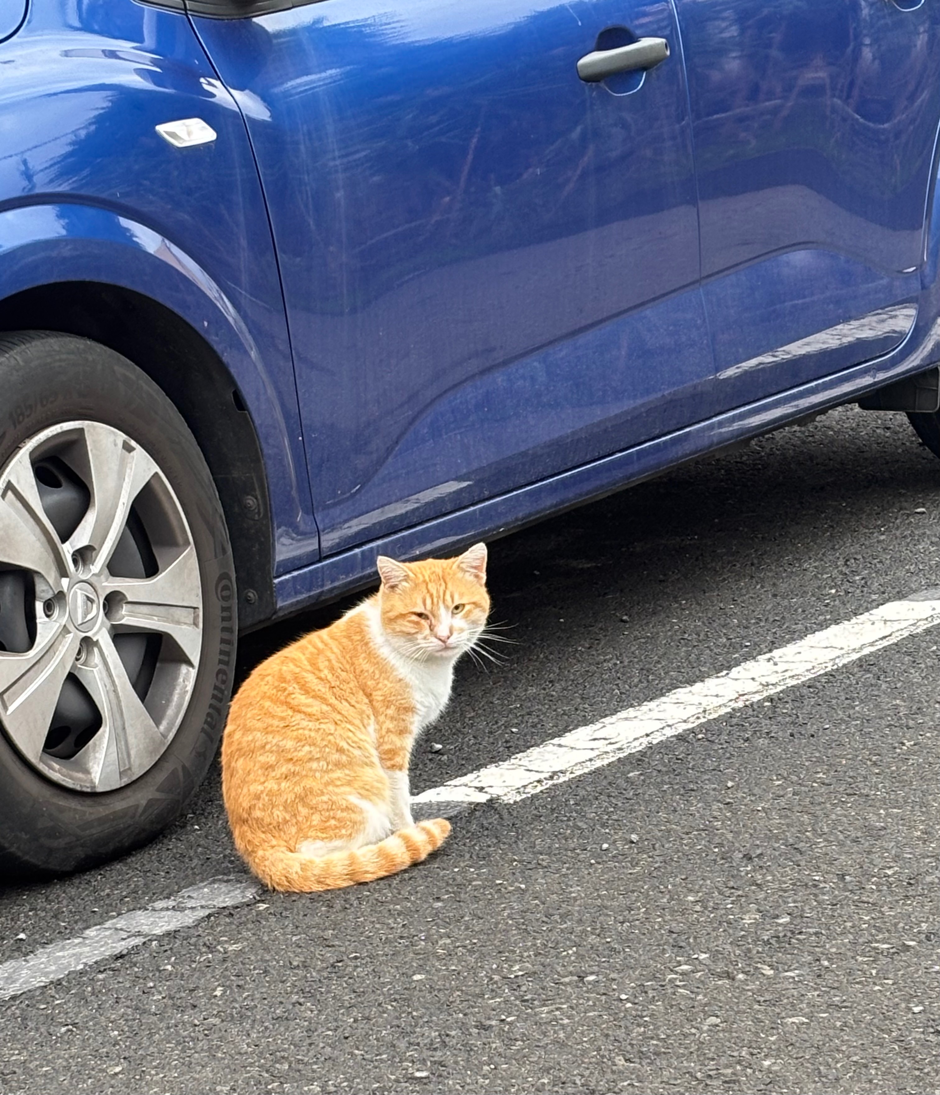 Street Cats of Gran Canaria campaign photo, 7 of 8
