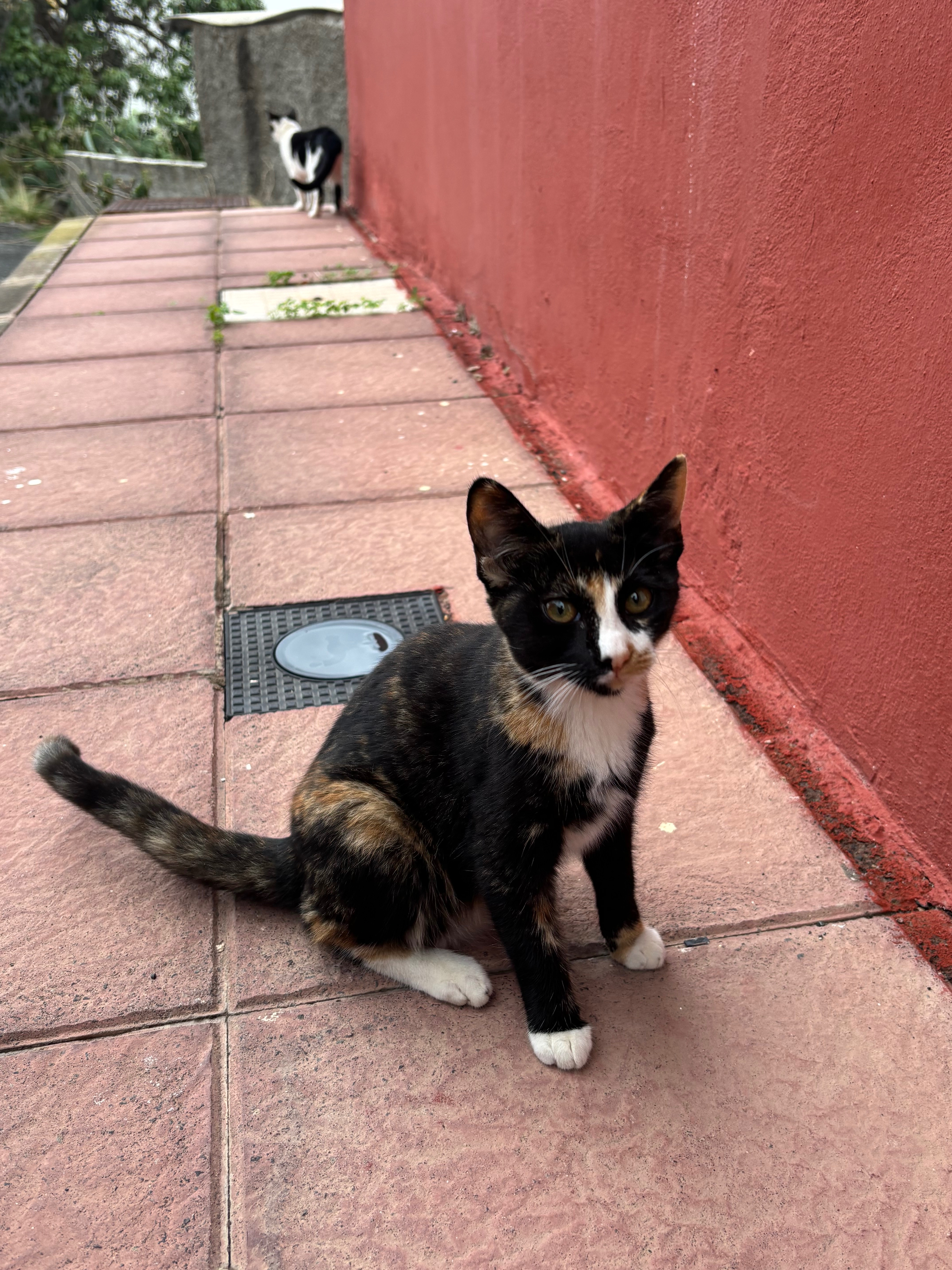 Street Cats of Gran Canaria campaign photo, 2 of 8