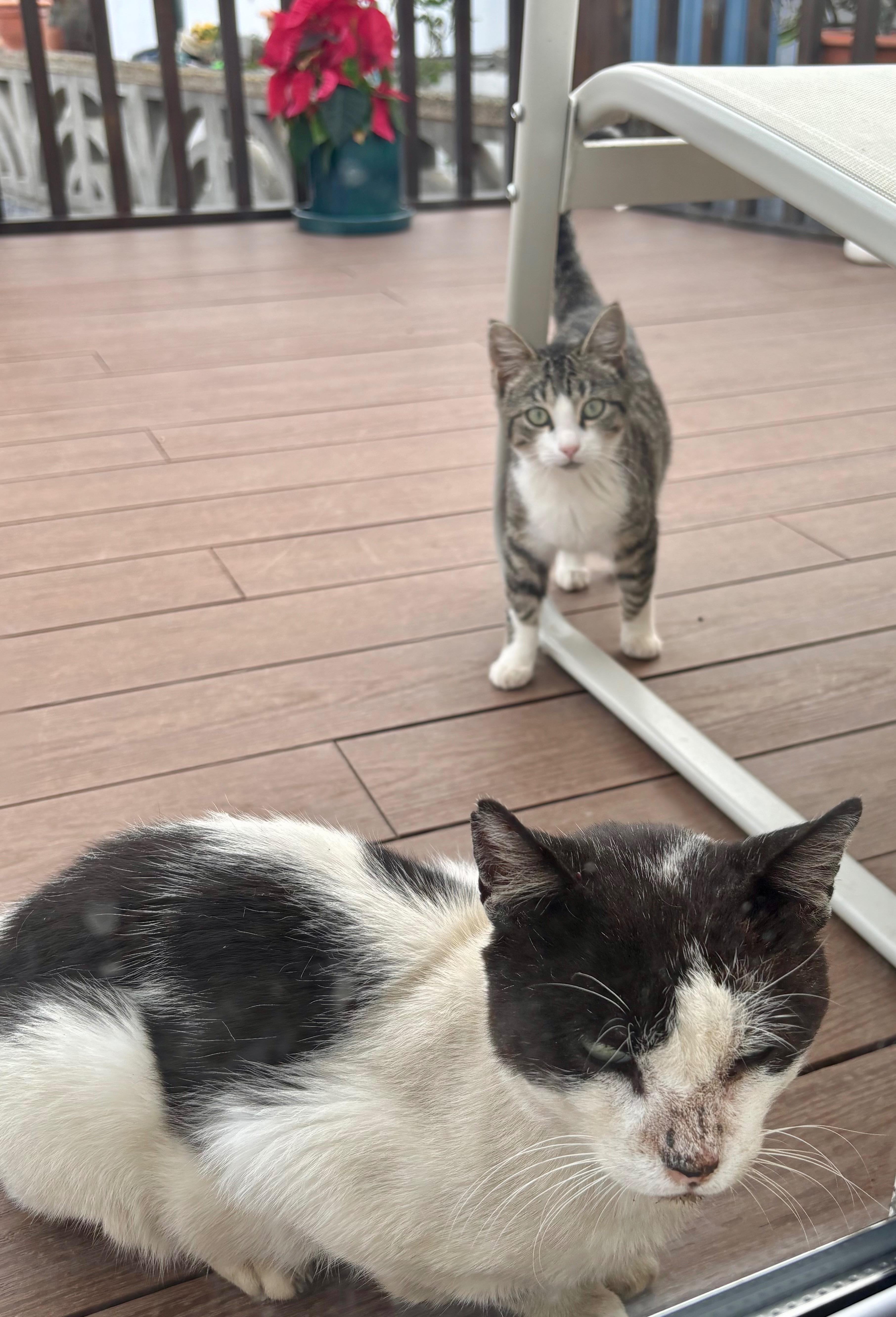 Street Cats of Gran Canaria campaign photo, 4 of 8