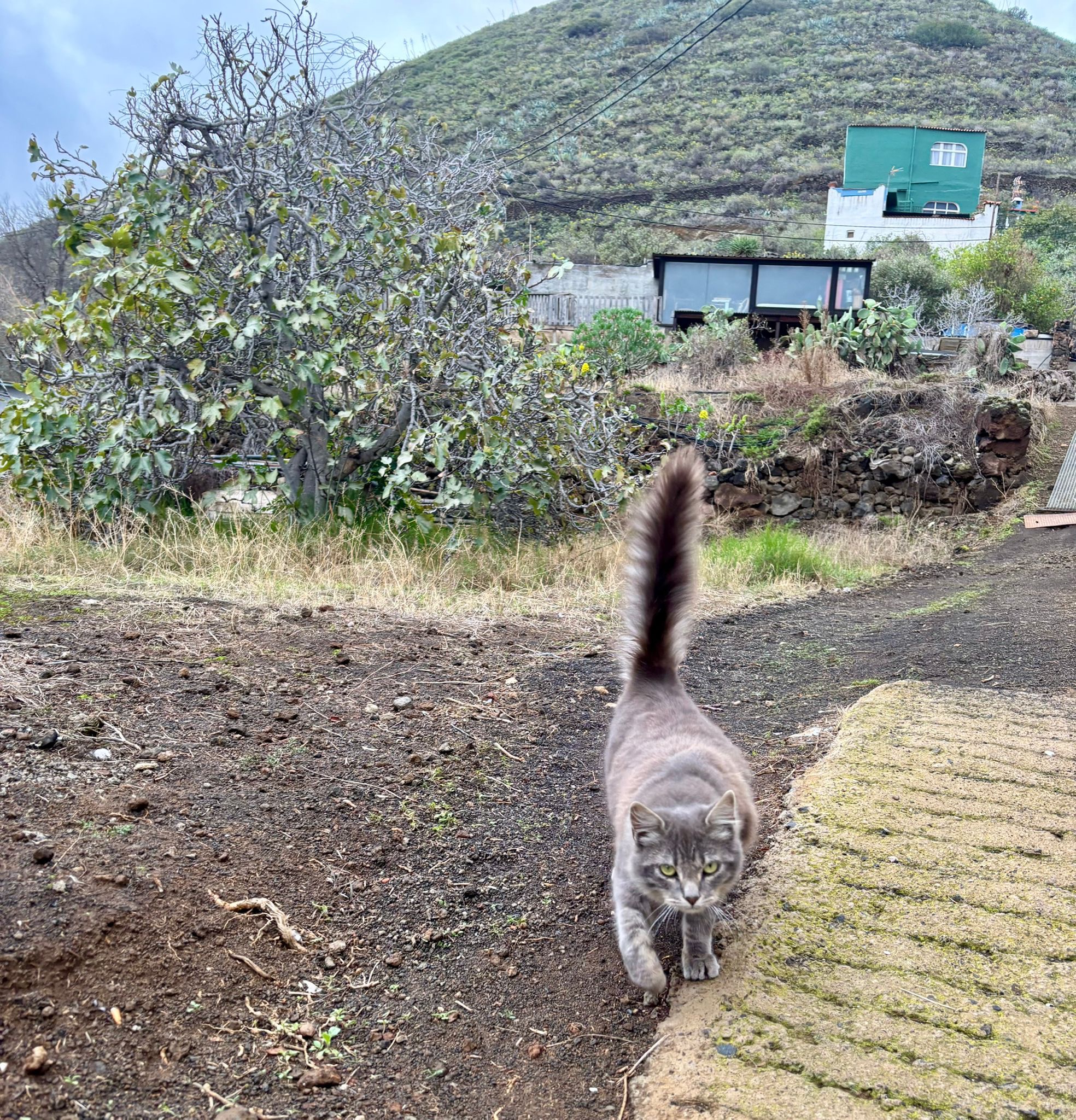 Street Cats of Gran Canaria campaign photo, 5 of 8