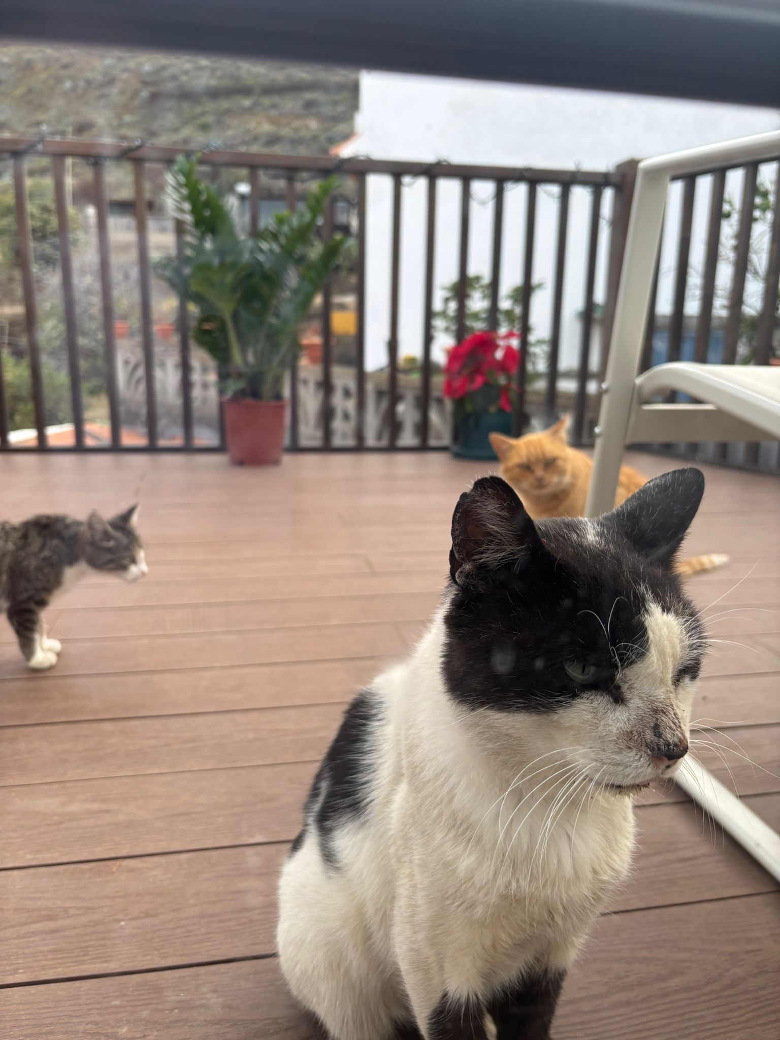 Street Cats of Gran Canaria campaign photo, 6 of 8