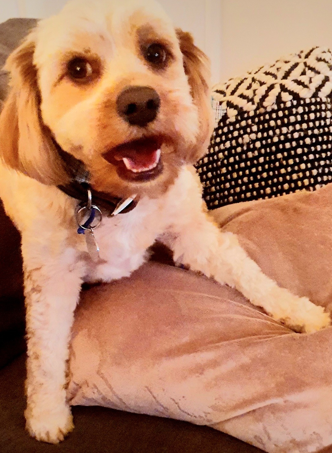 Please help Alfie my little boy campaign photo, 2 of 4