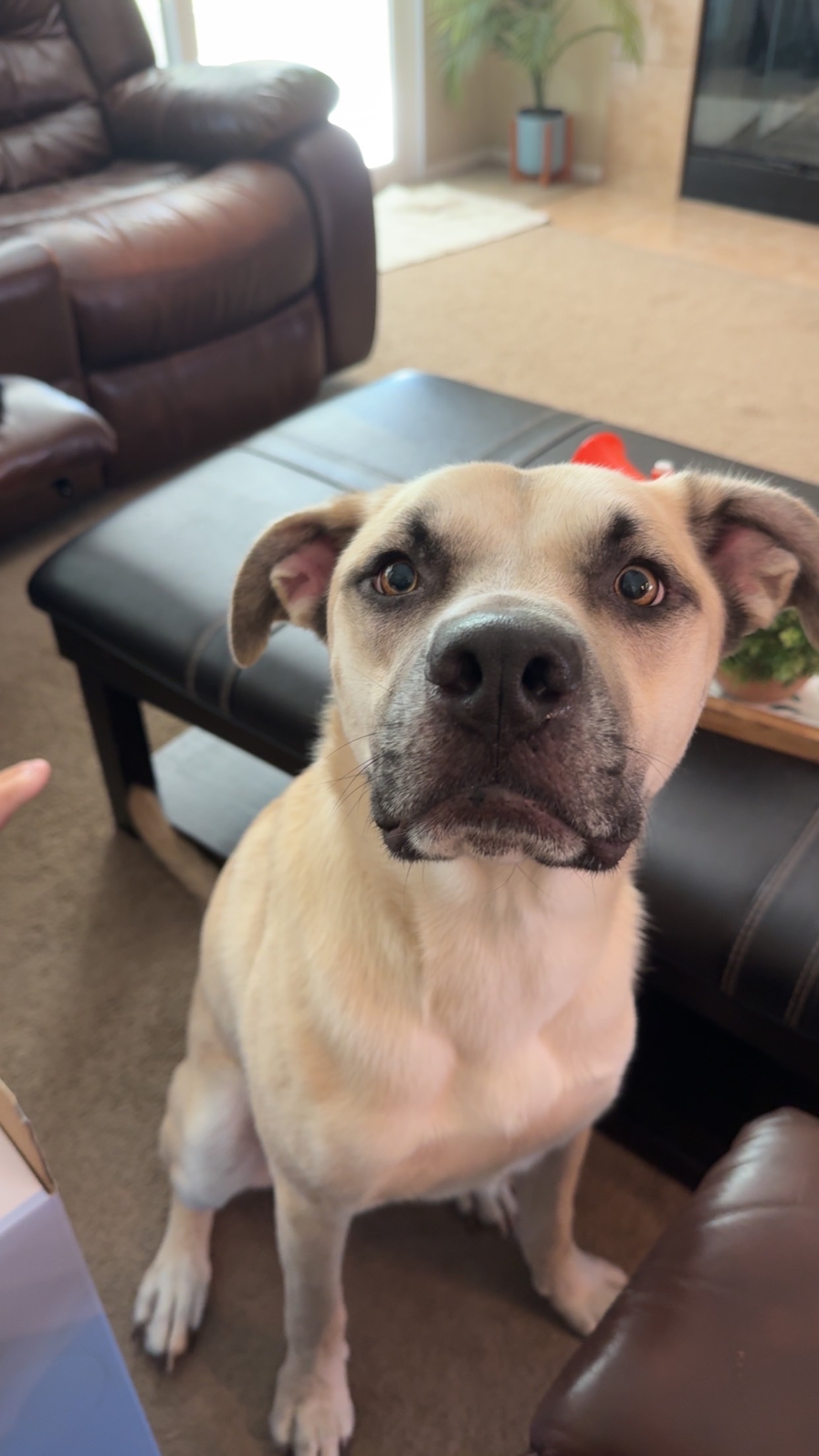 Help Save Wally: Surgery Needed campaign photo, 7 of 8
