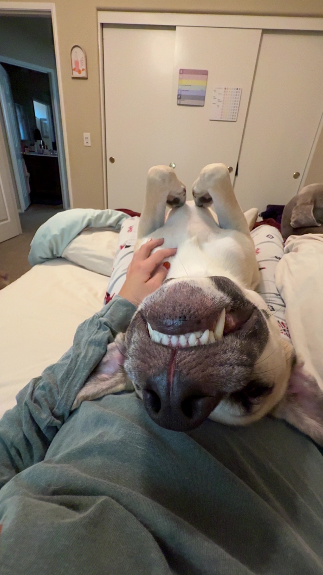 Help Save Wally: Surgery Needed campaign photo, 2 of 8