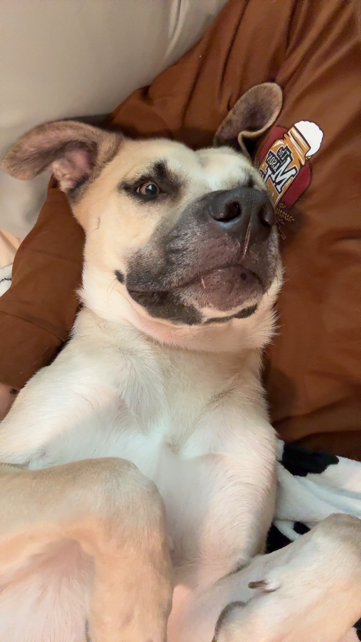 Help Save Wally: Surgery Needed campaign photo, 4 of 8