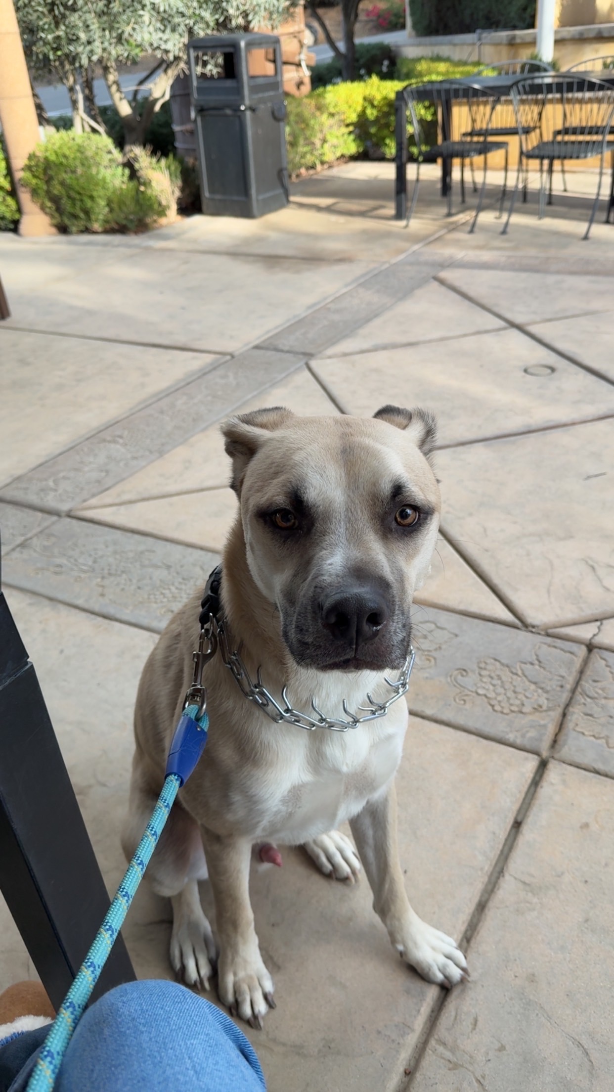 Help Save Wally: Surgery Needed campaign photo, 5 of 8