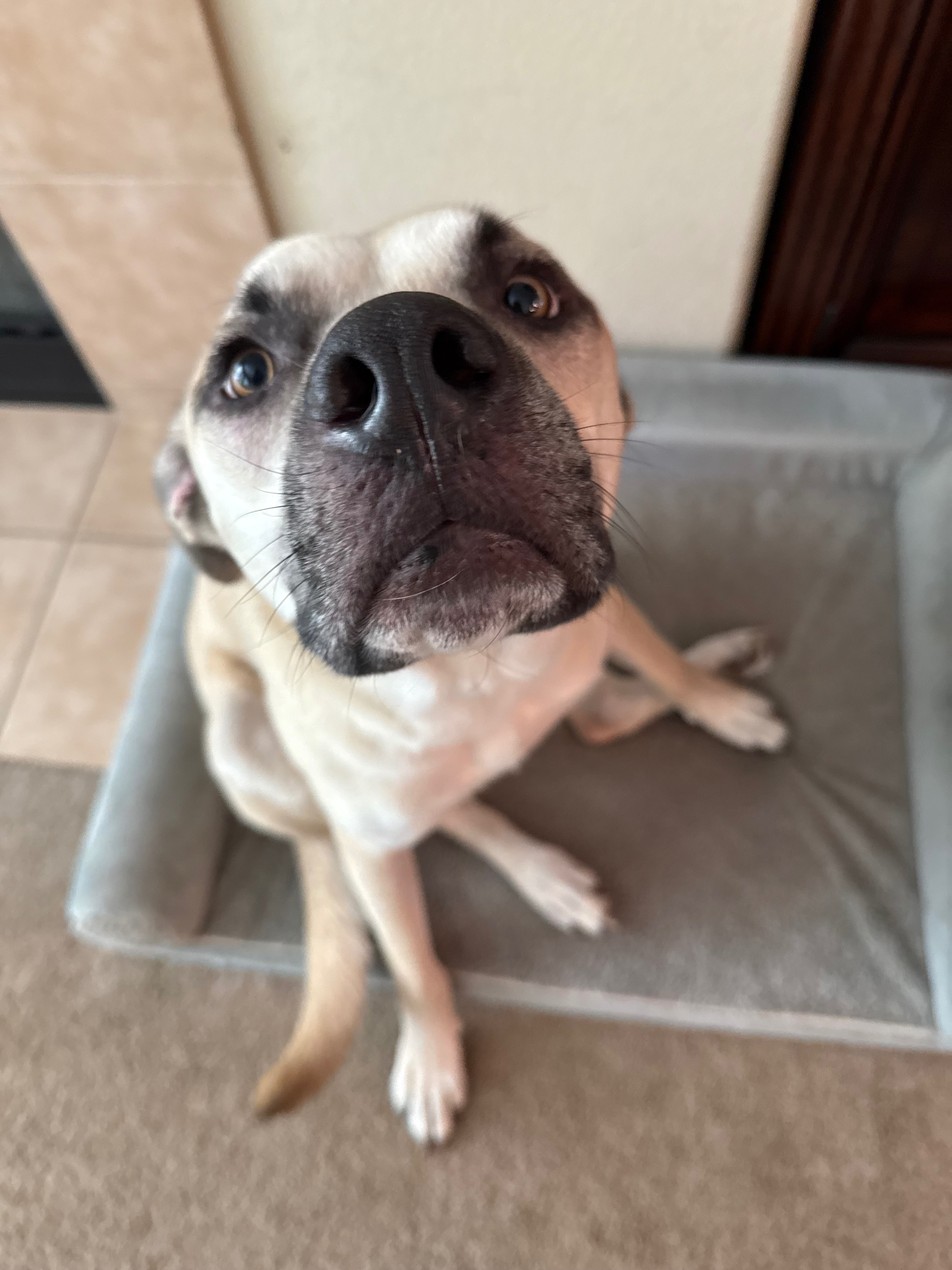 Help Save Wally: Surgery Needed campaign photo, 6 of 8