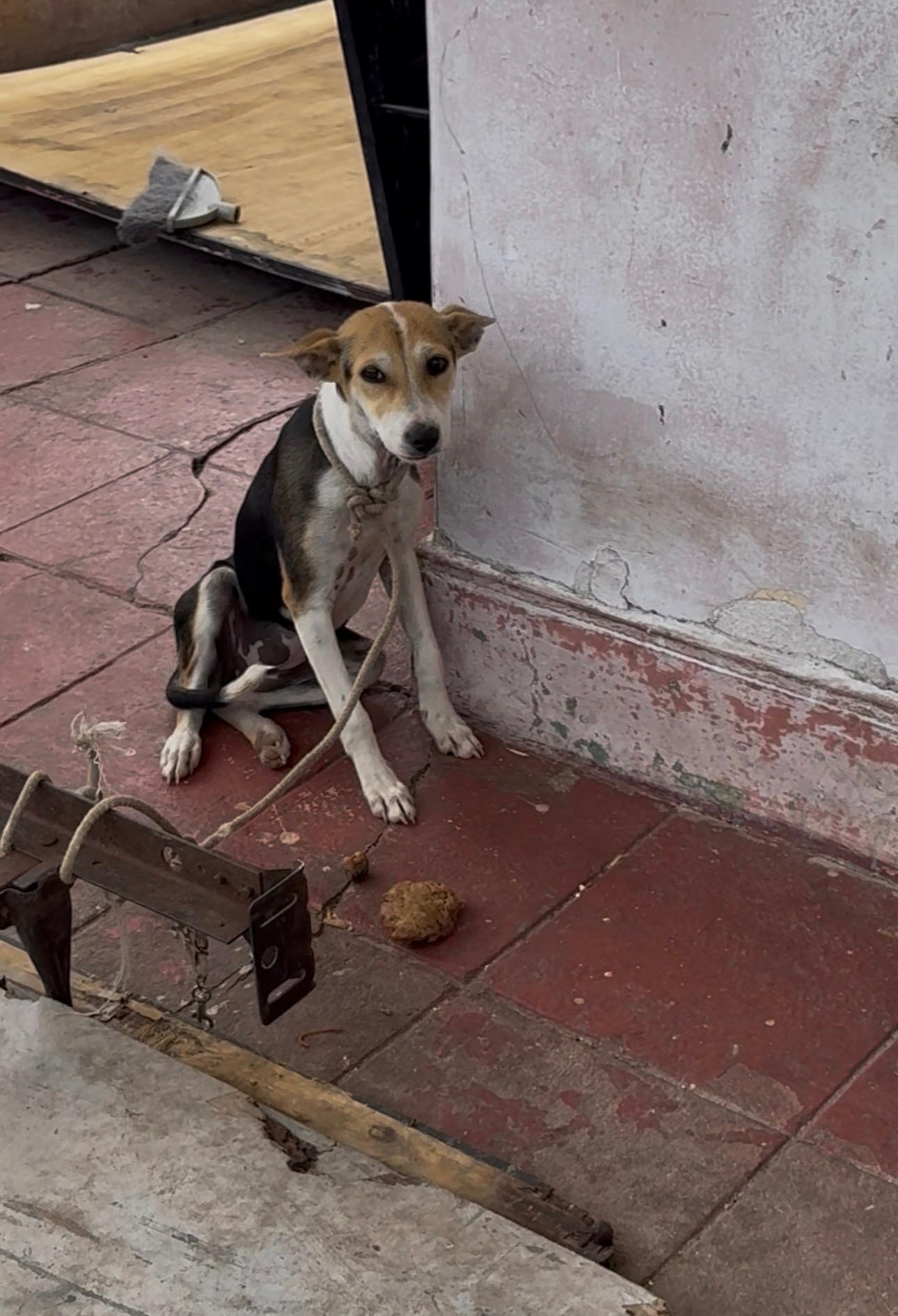 Help bring Carib to the UK for a new life! campaign photo, 4 of 5