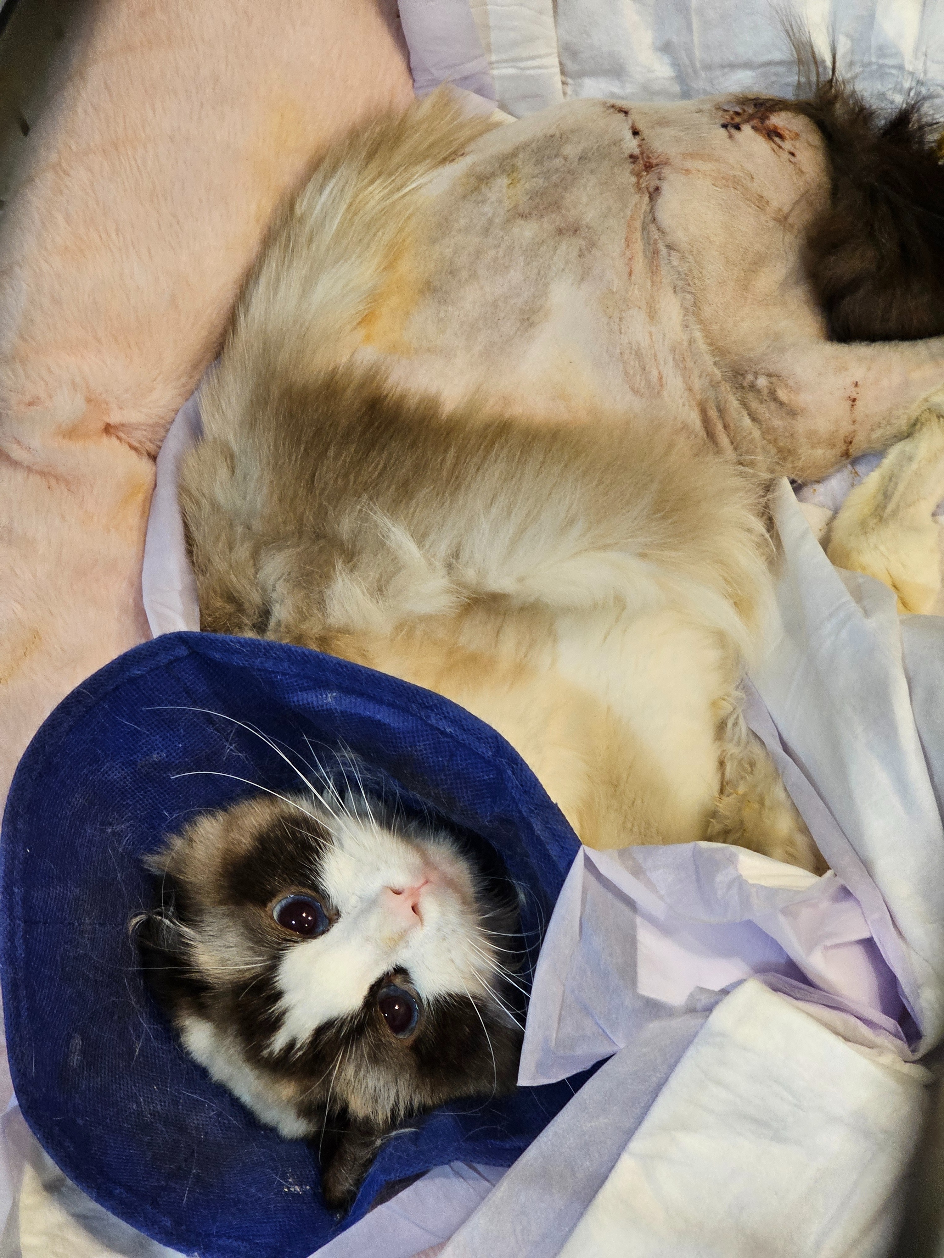 Bean's Memorial & Vet Bills campaign photo, 4 of 5