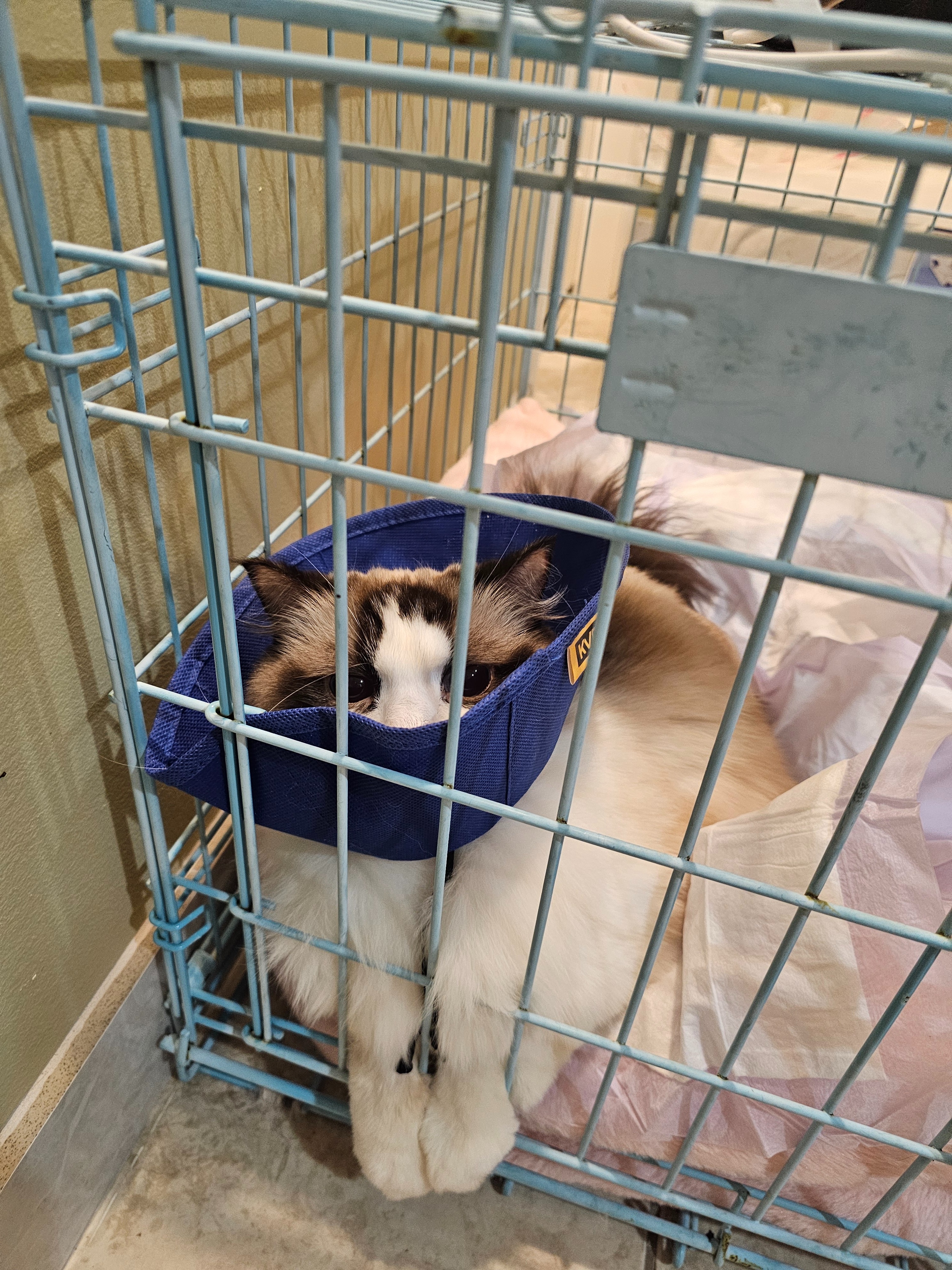 Bean's Memorial & Vet Bills campaign photo, 2 of 5