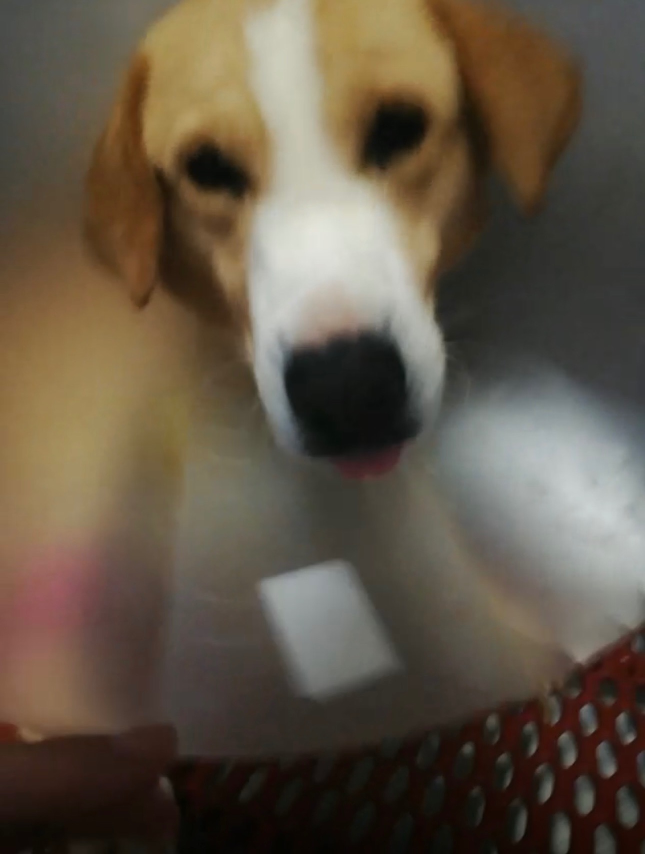 Rocky in canile con la zampa da operare campaign photo, 4 of 8
