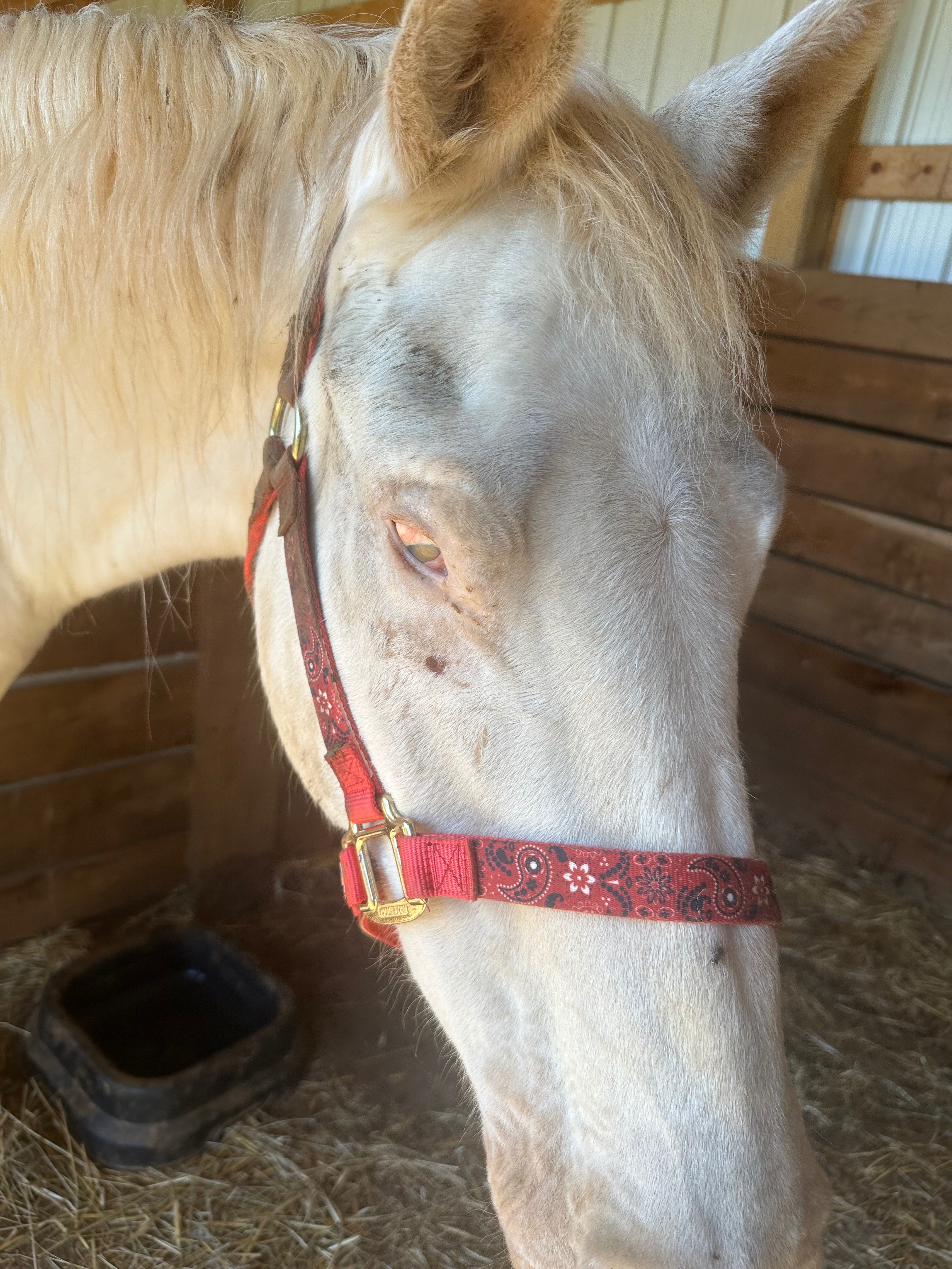 Help Us Protect Chloe’s Home: A Safe Pasture for Our Blind R campaign photo, 6 of 7
