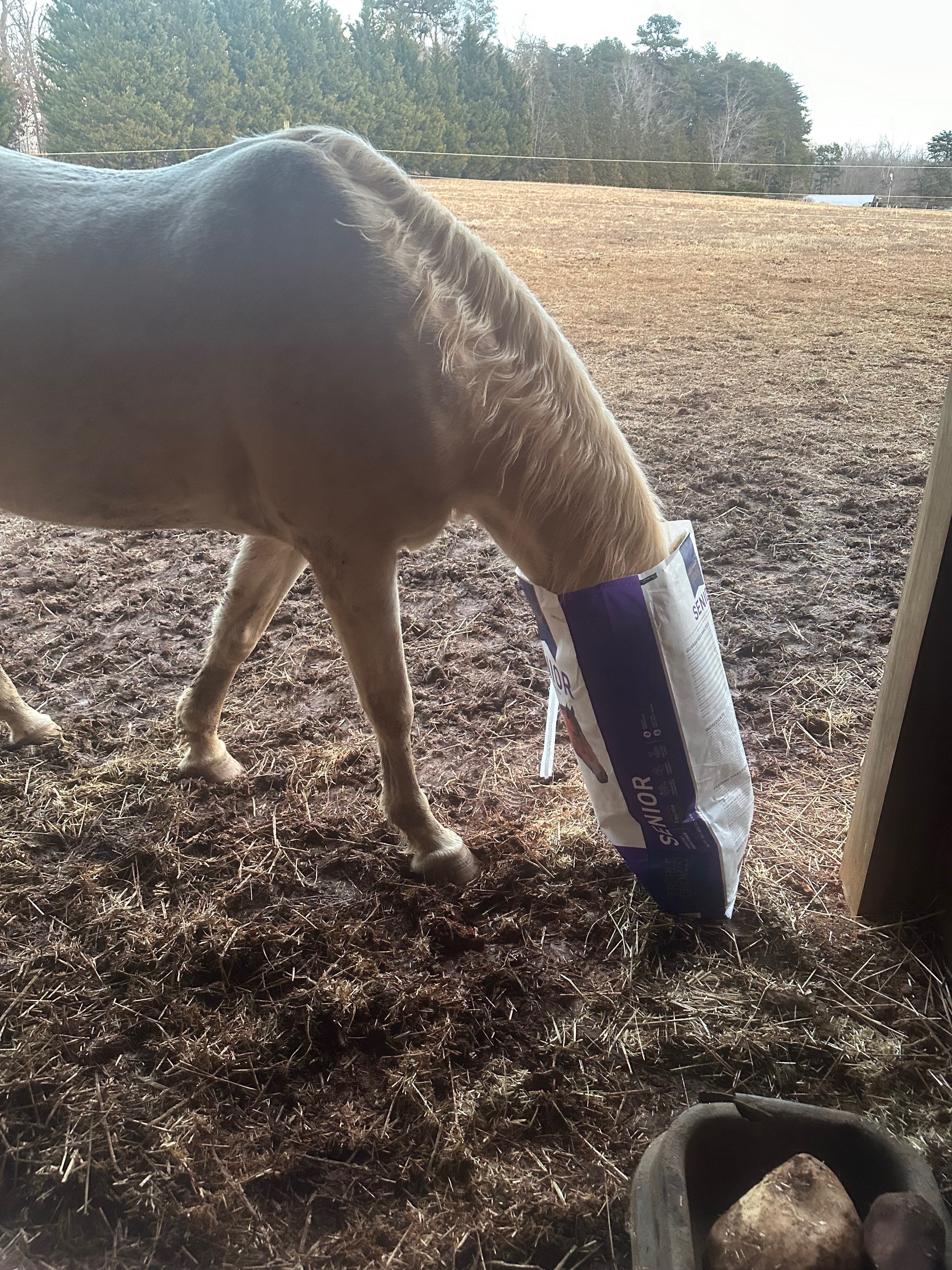 Help Us Protect Chloe’s Home: A Safe Pasture for Our Blind R campaign photo, 2 of 7