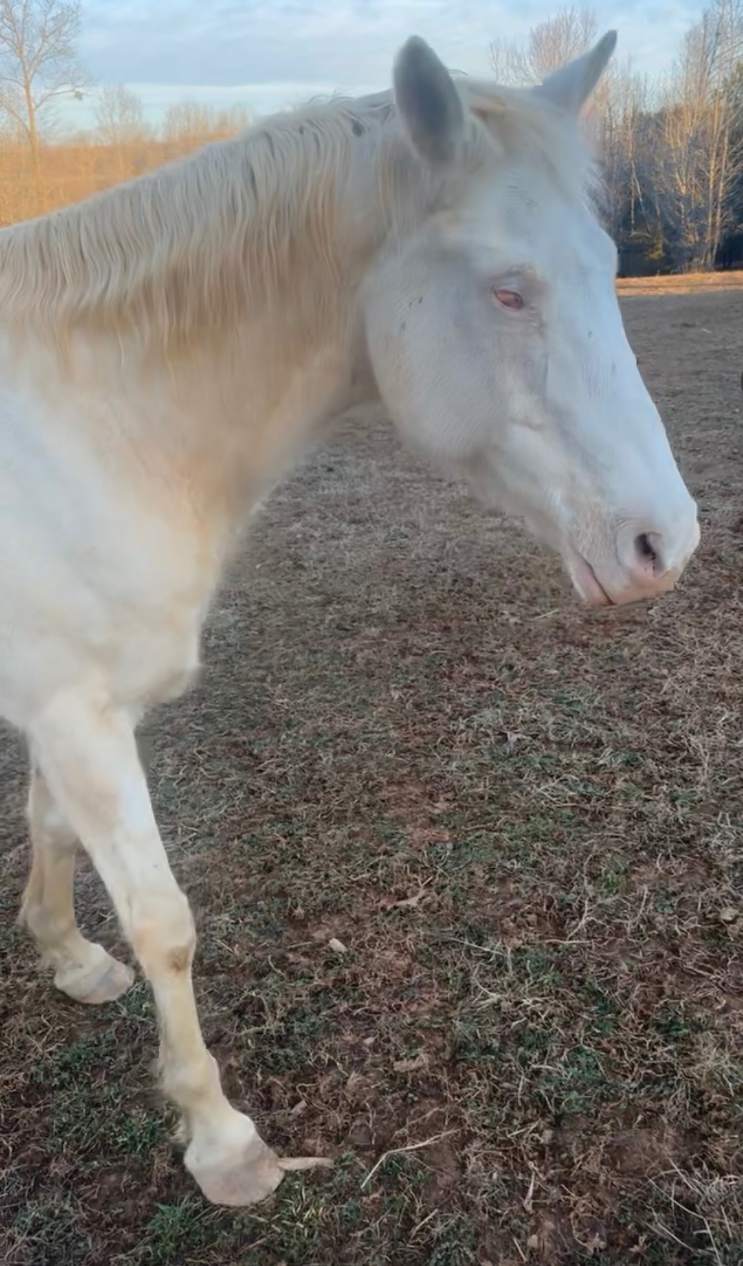 Help Us Protect Chloe’s Home: A Safe Pasture for Our Blind R campaign photo, 4 of 7