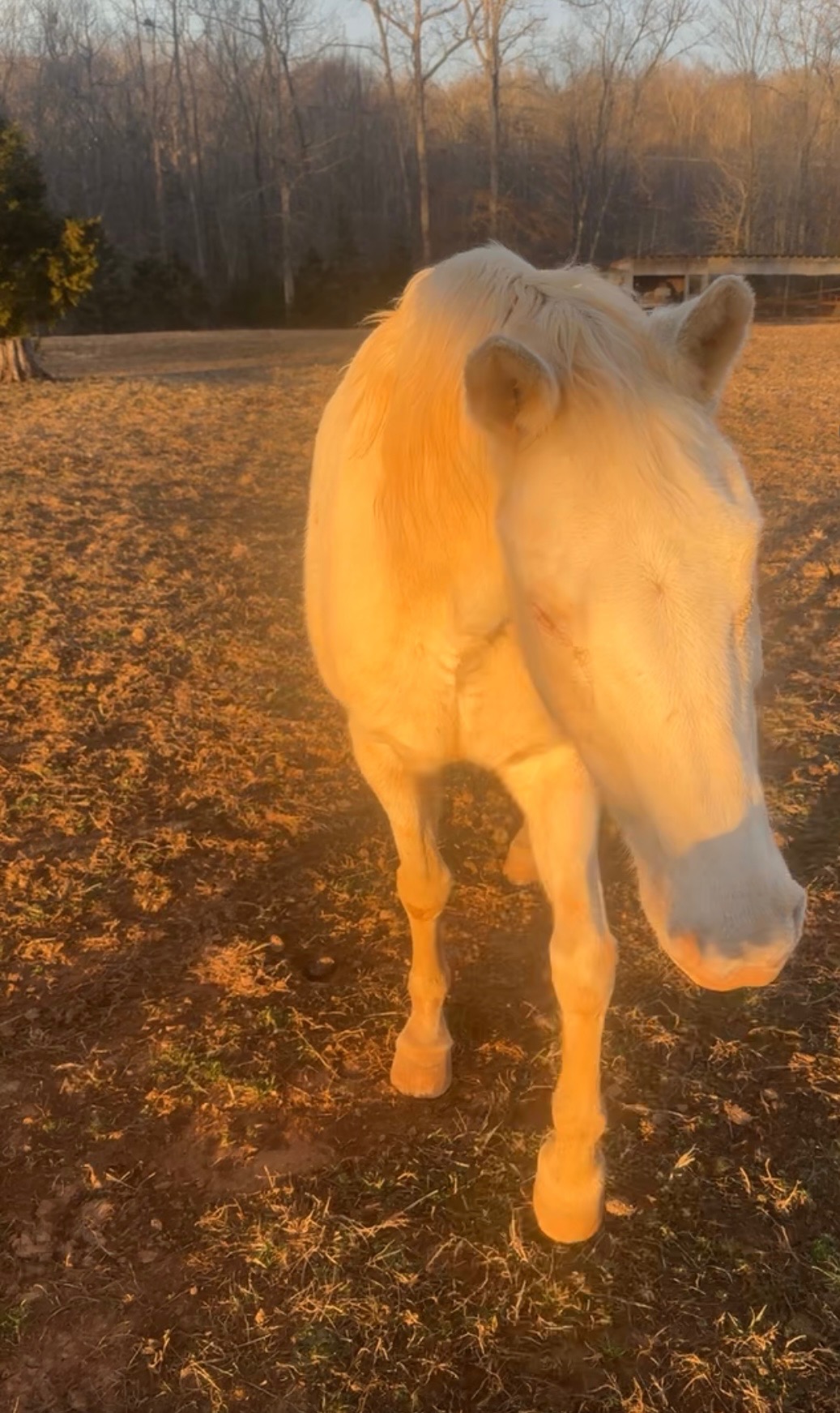 Help Us Protect Chloe’s Home: A Safe Pasture for Our Blind R campaign photo, 5 of 7