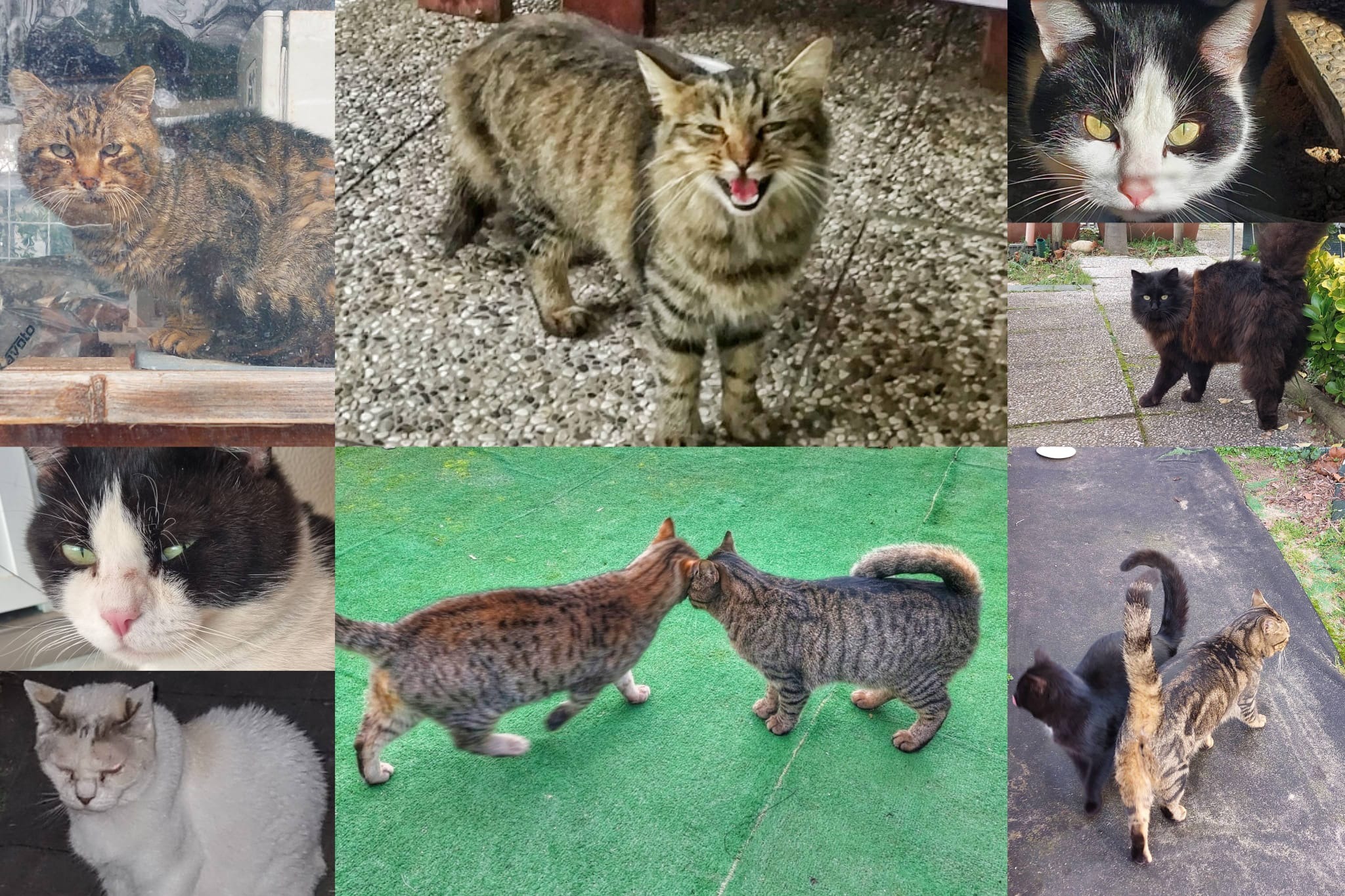 Foto della campagna La Colonia dei Mici Marittimi ha bisogno del tuo aiuto!, 6 di 7
