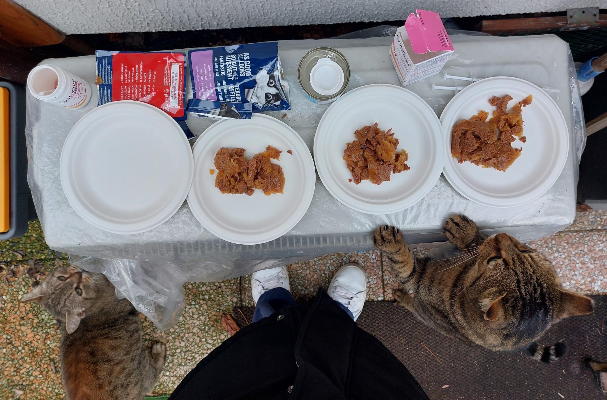 Foto della campagna La Colonia dei Mici Marittimi ha bisogno del tuo aiuto!, 5 di 7