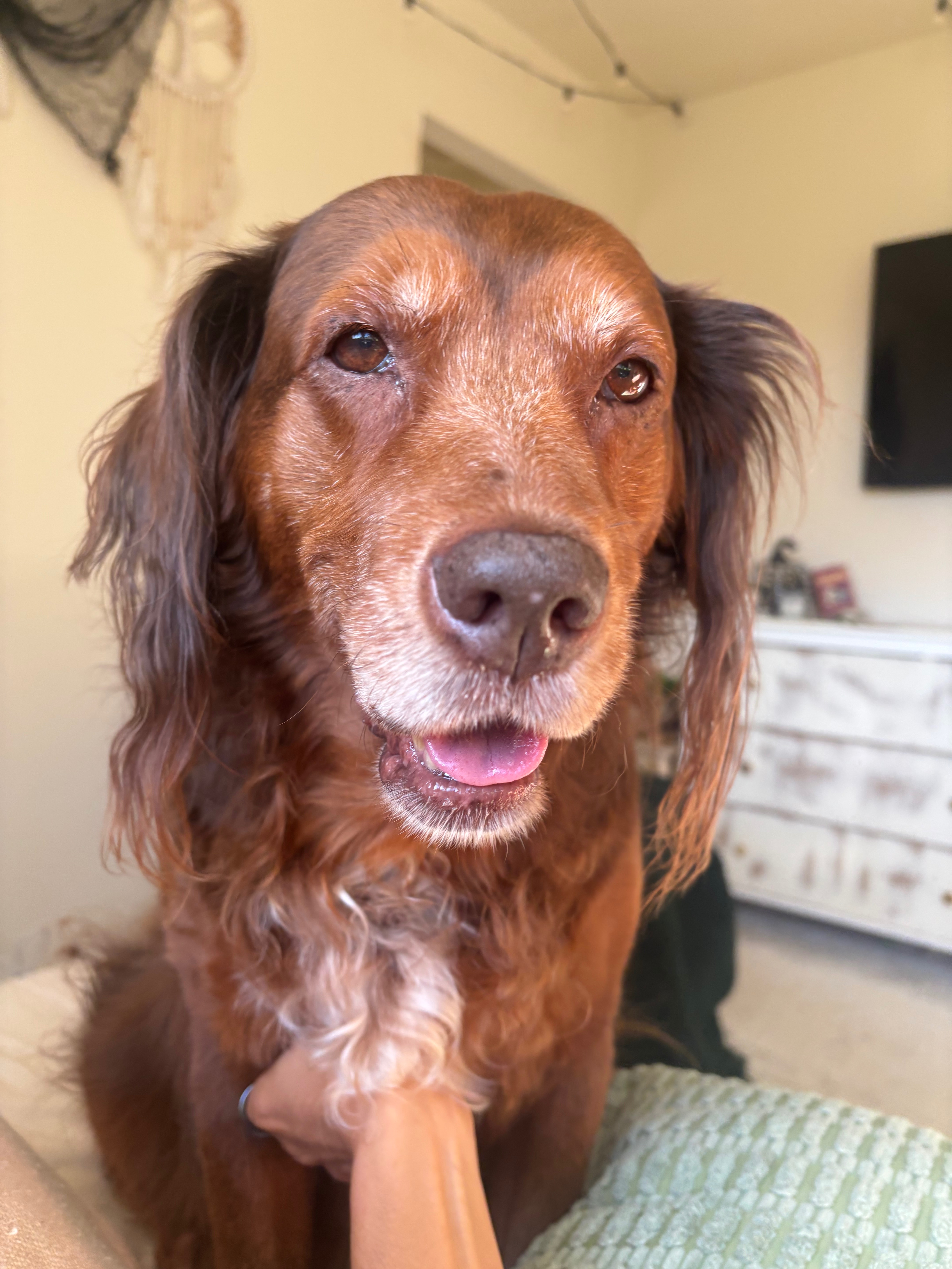 Help Save Cocoa Alegría: Urgent Medical Fund campaign photo, 4 of 8
