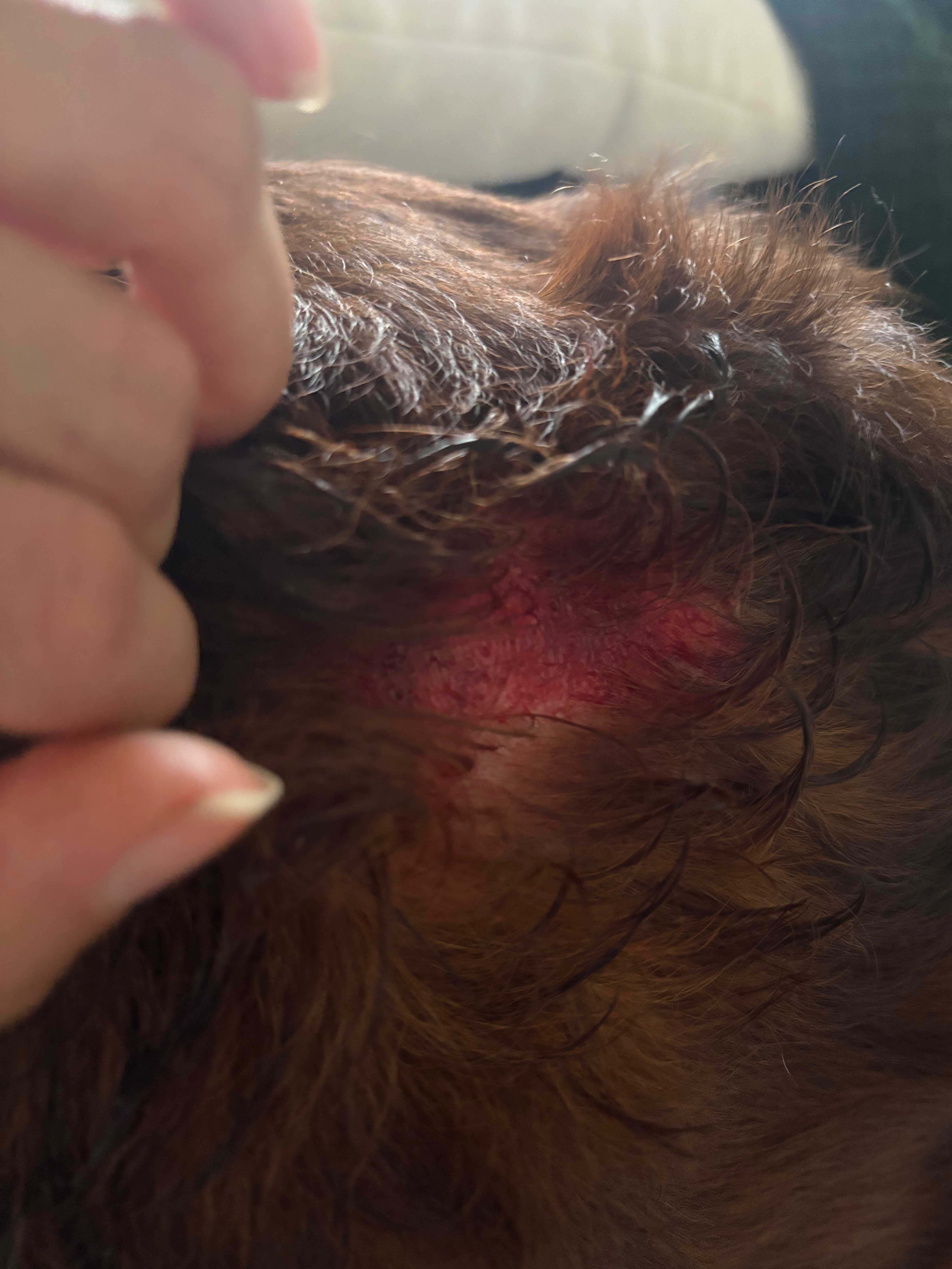 Help Save Cocoa Alegría: Urgent Medical Fund campaign photo, 5 of 8