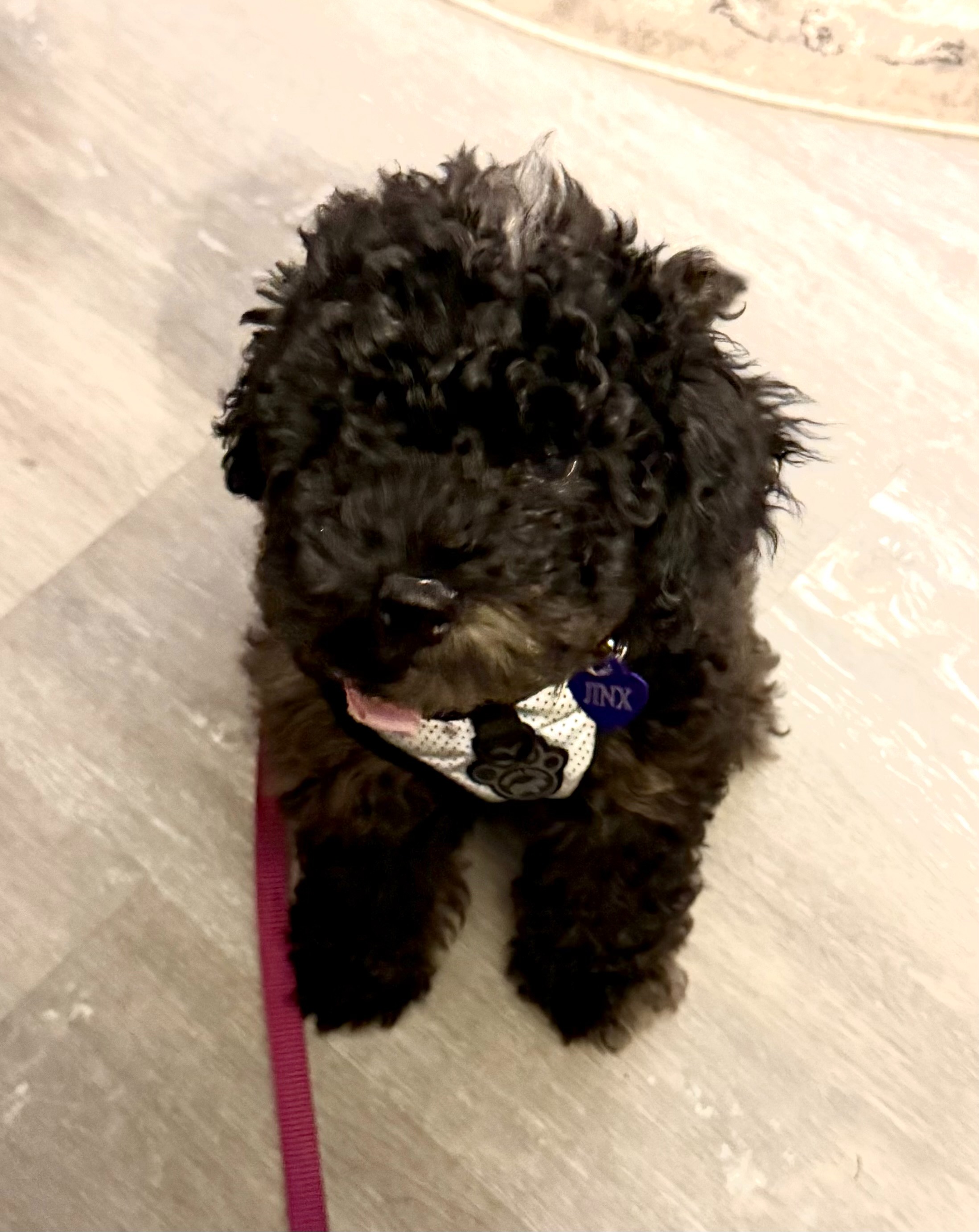 Save Maisie's Puppy Jinx: Life-Saving Surgery campaign photo, 6 of 7