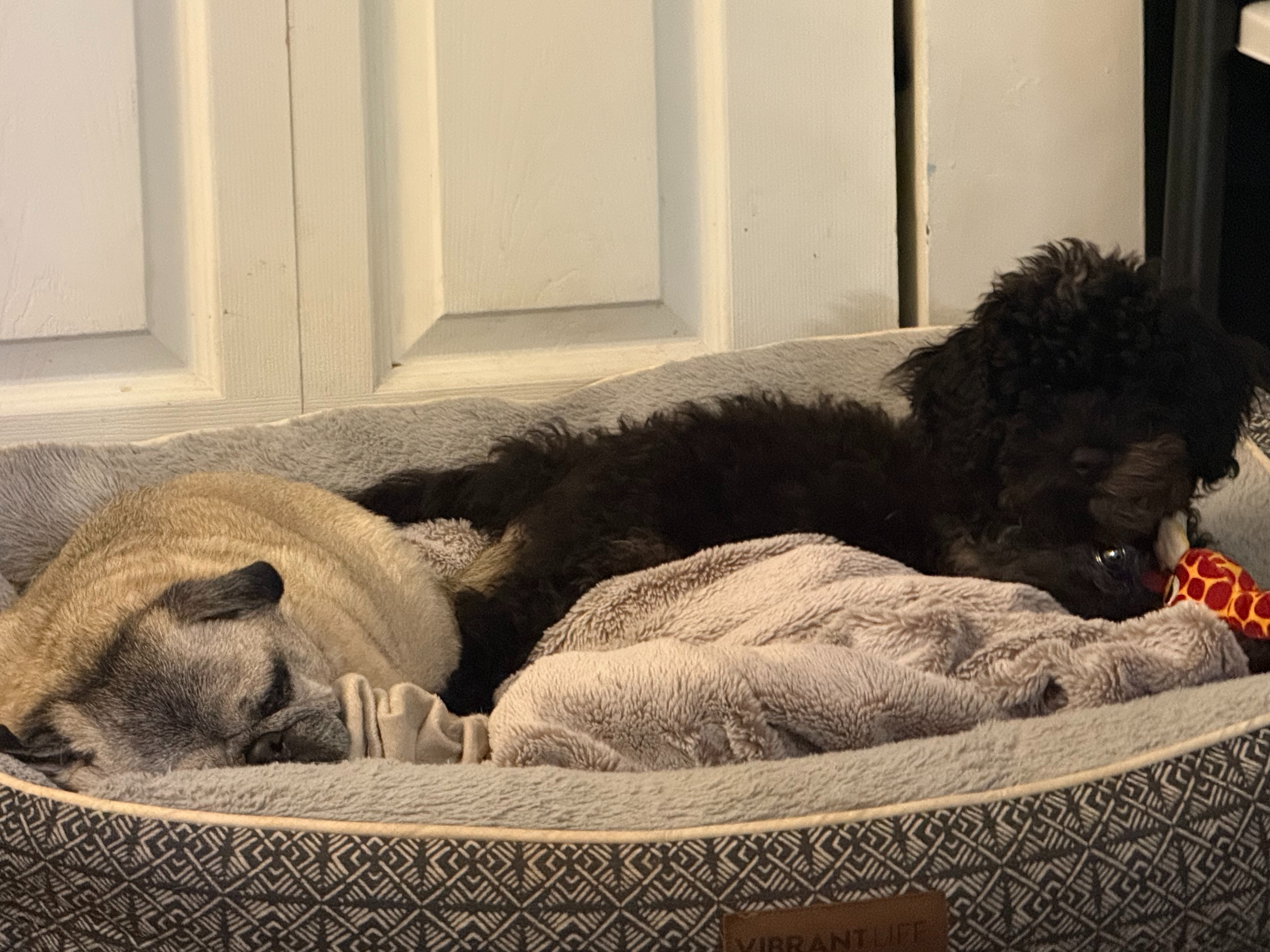 Save Maisie's Puppy Jinx: Life-Saving Surgery campaign photo, 2 of 7