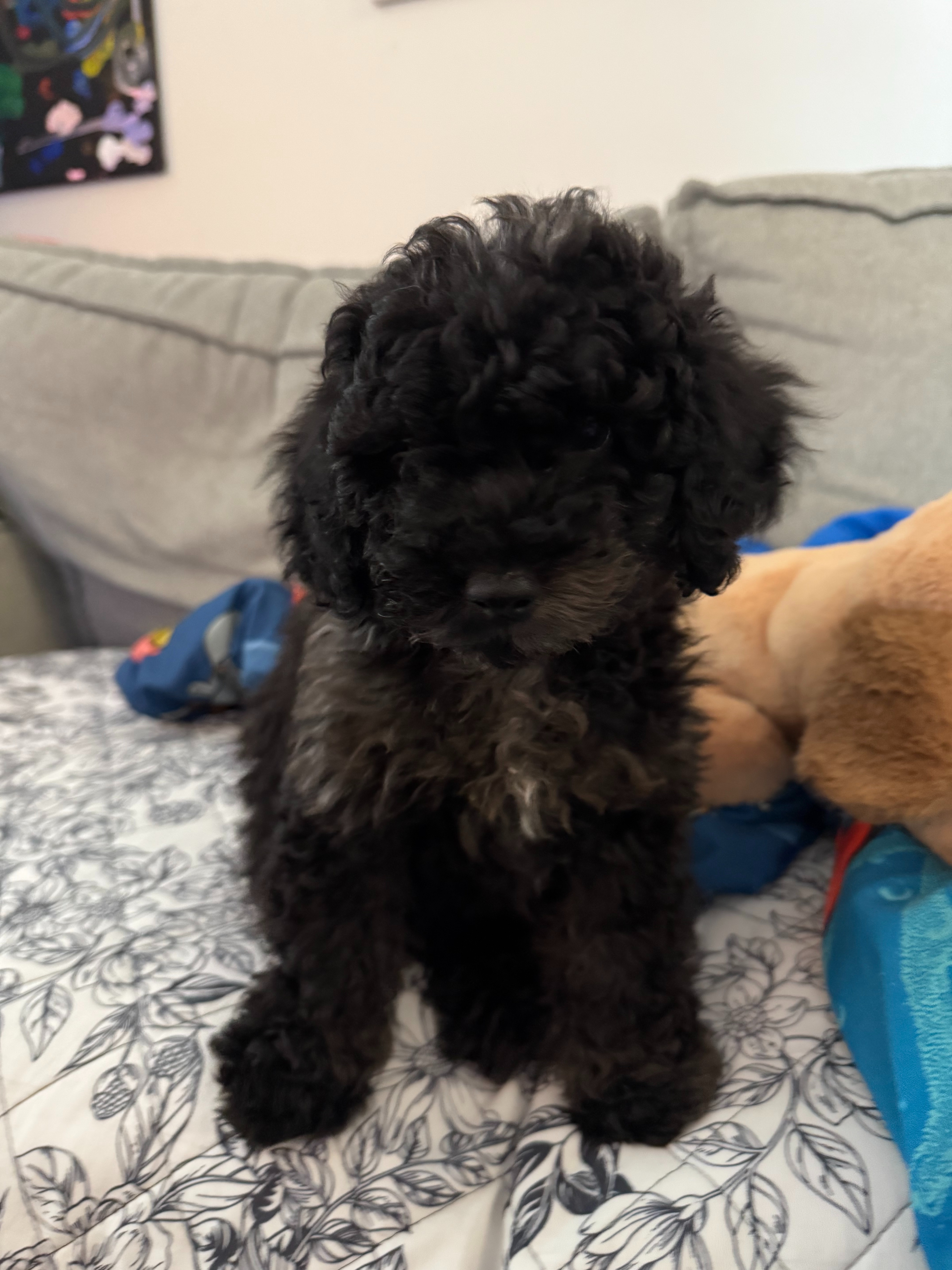Save Maisie's Puppy Jinx: Life-Saving Surgery campaign photo, 5 of 7