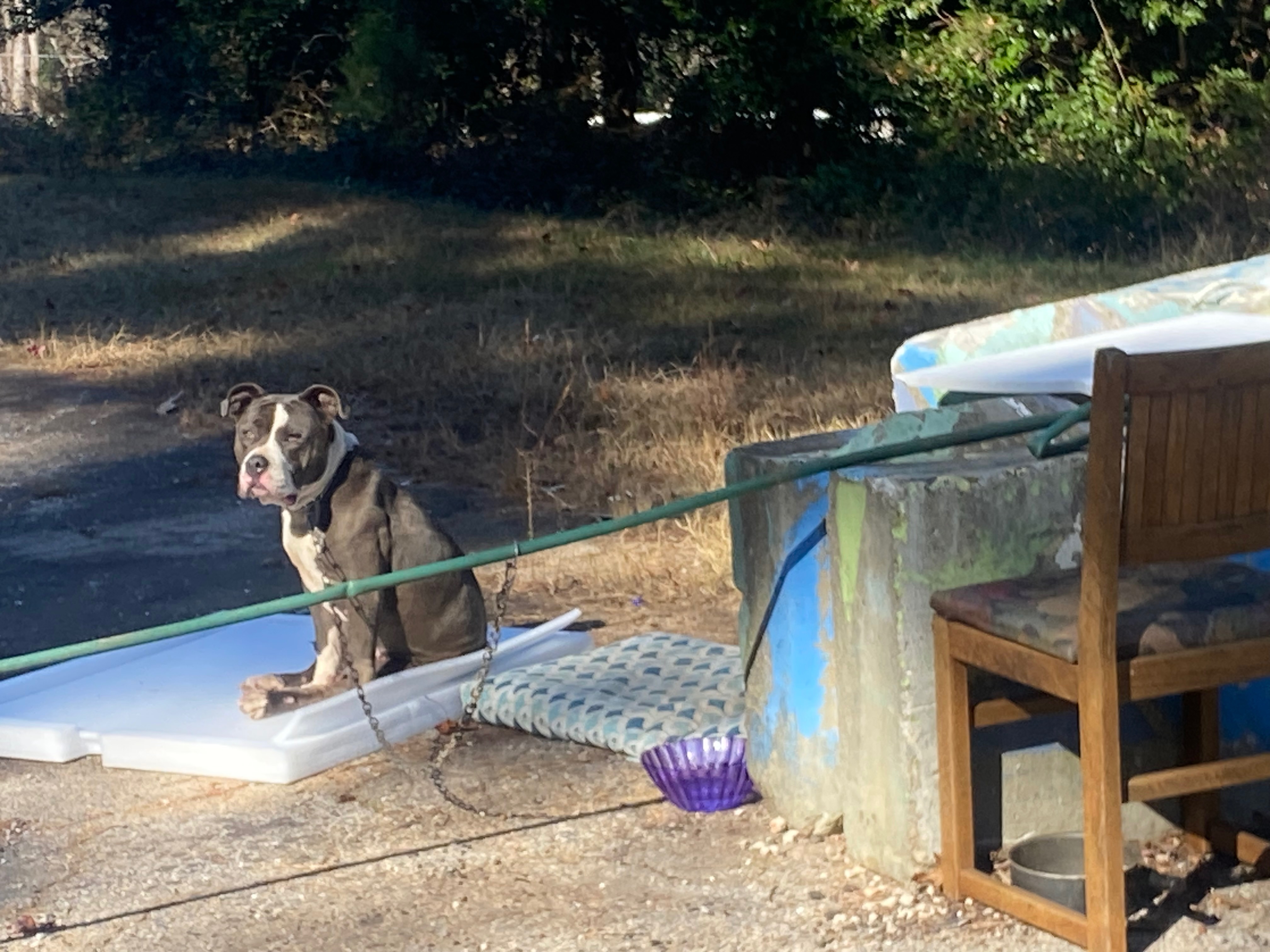 Finding Home: A “Who Rescued Who?” Story campaign photo, 7 of 8