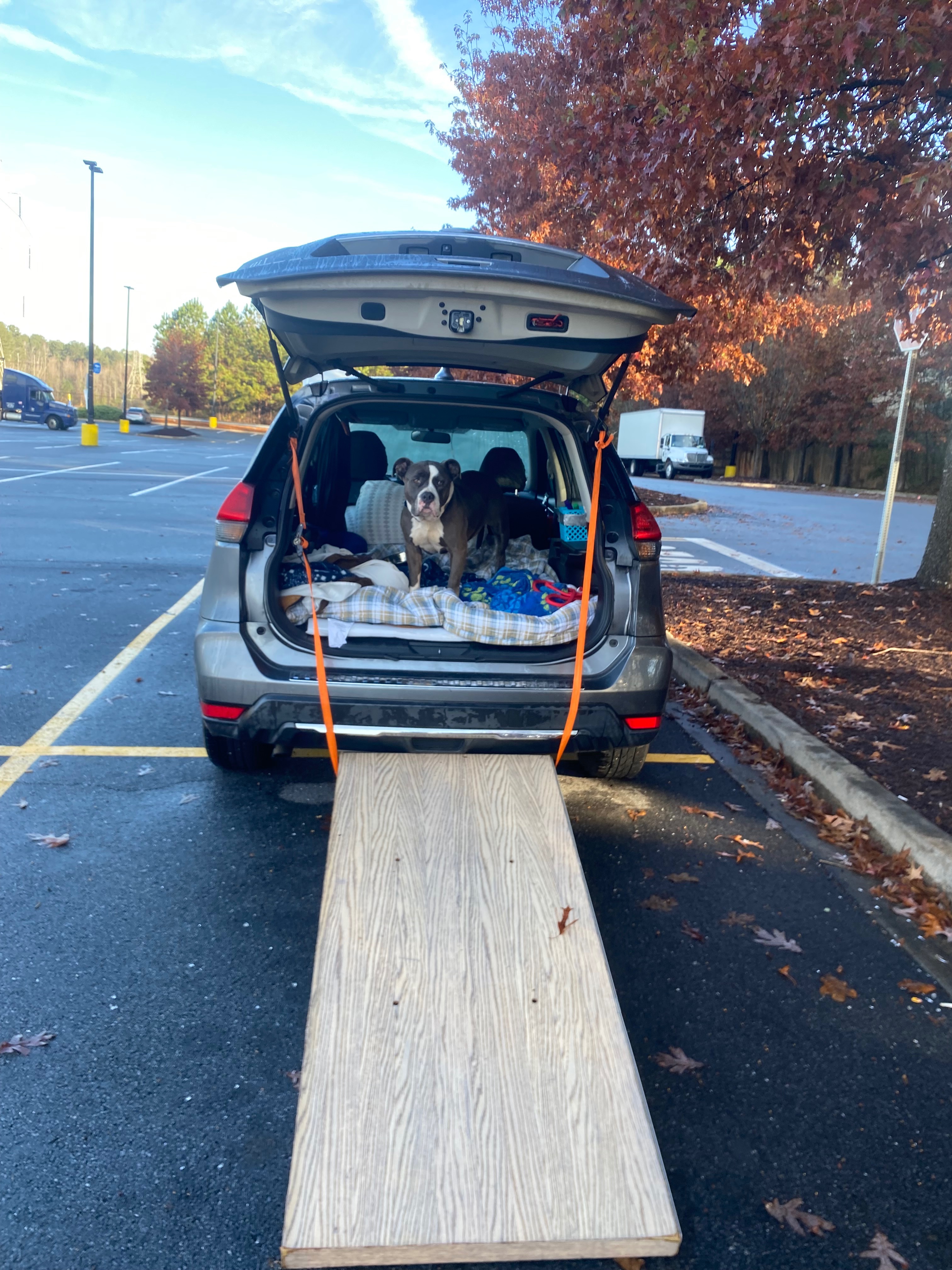 Finding Home: A “Who Rescued Who?” Story campaign photo, 4 of 8