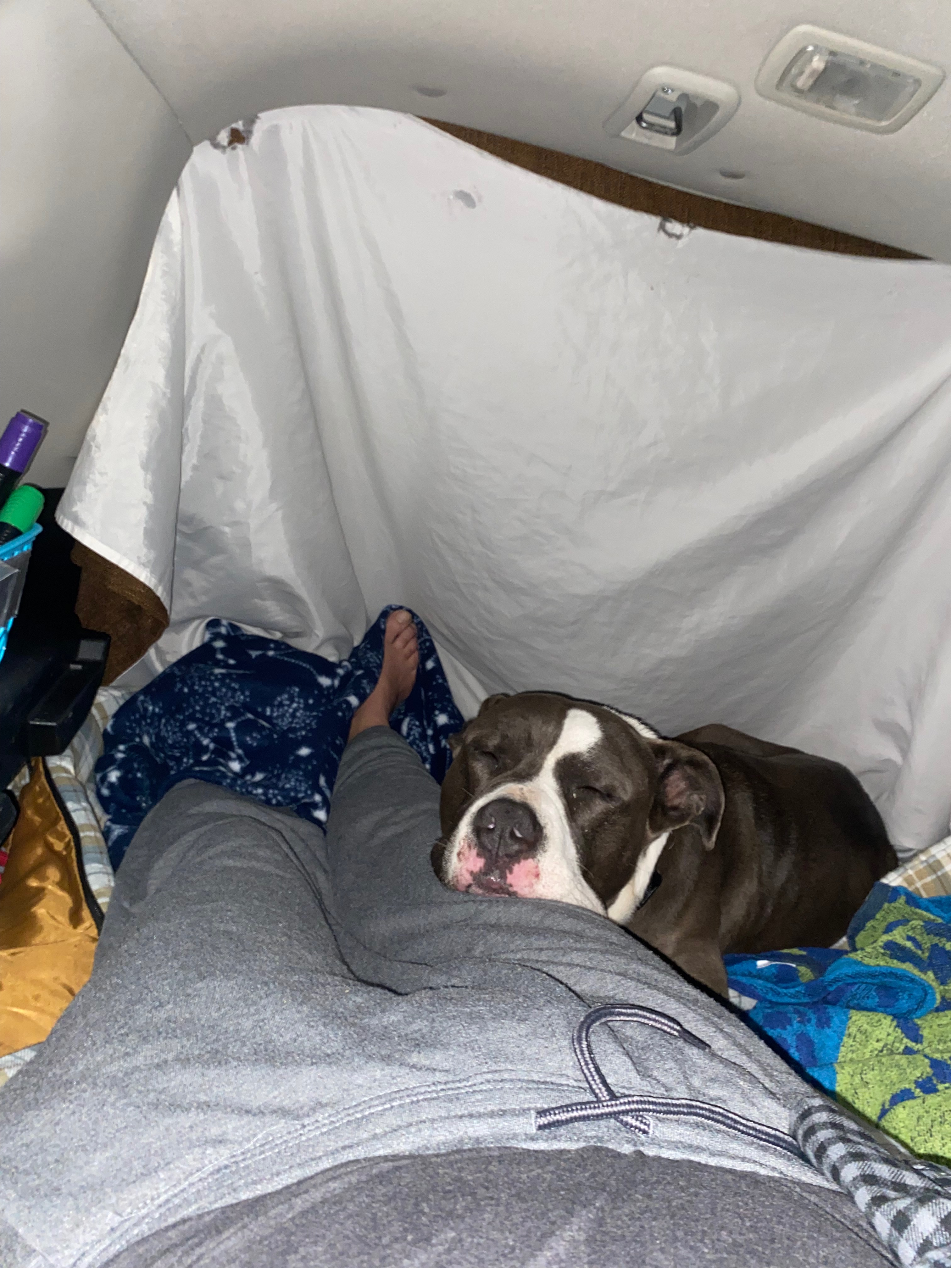 Finding Home: A “Who Rescued Who?” Story campaign photo, 2 of 8