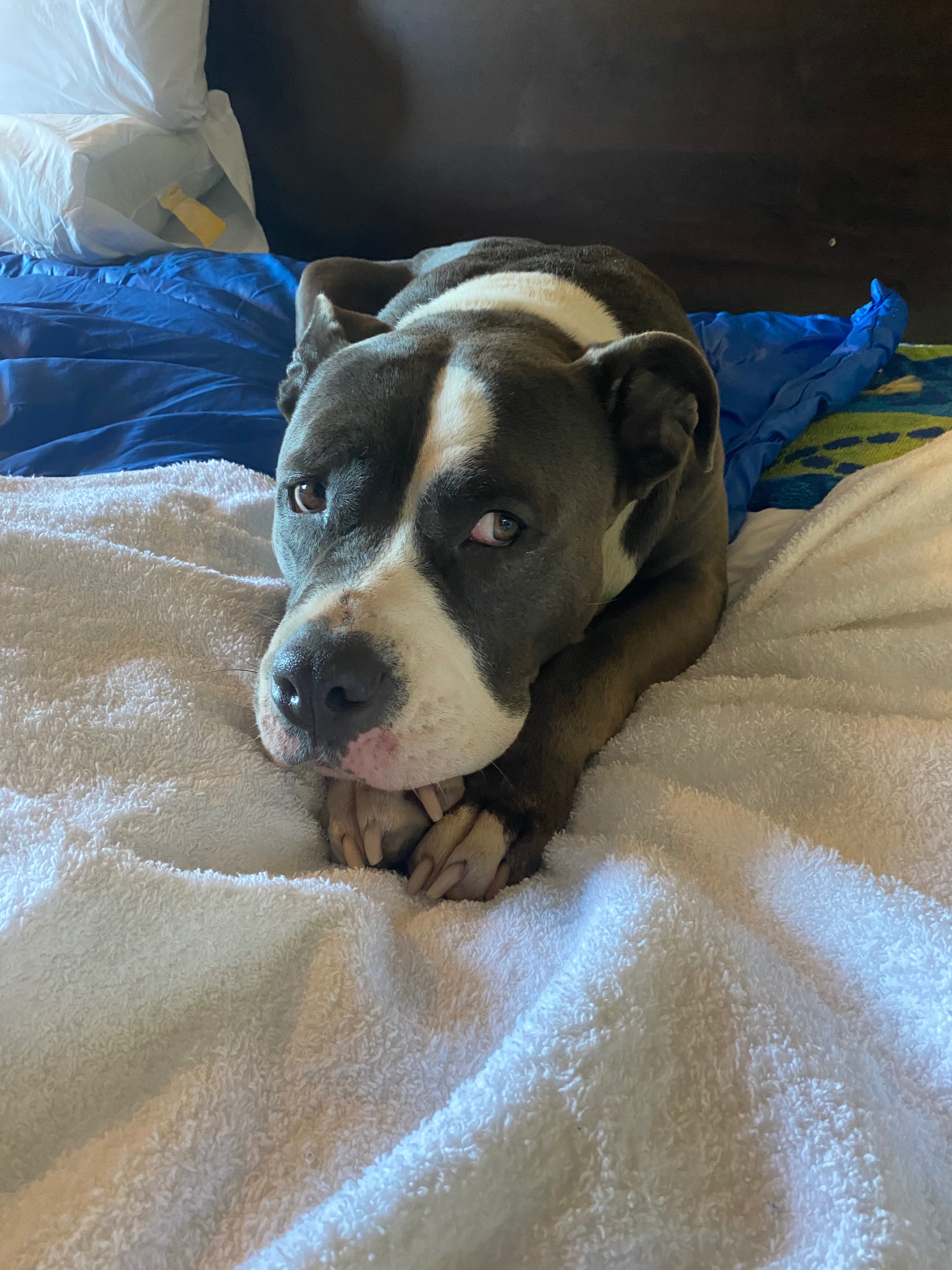 Finding Home: A “Who Rescued Who?” Story campaign photo, 5 of 8