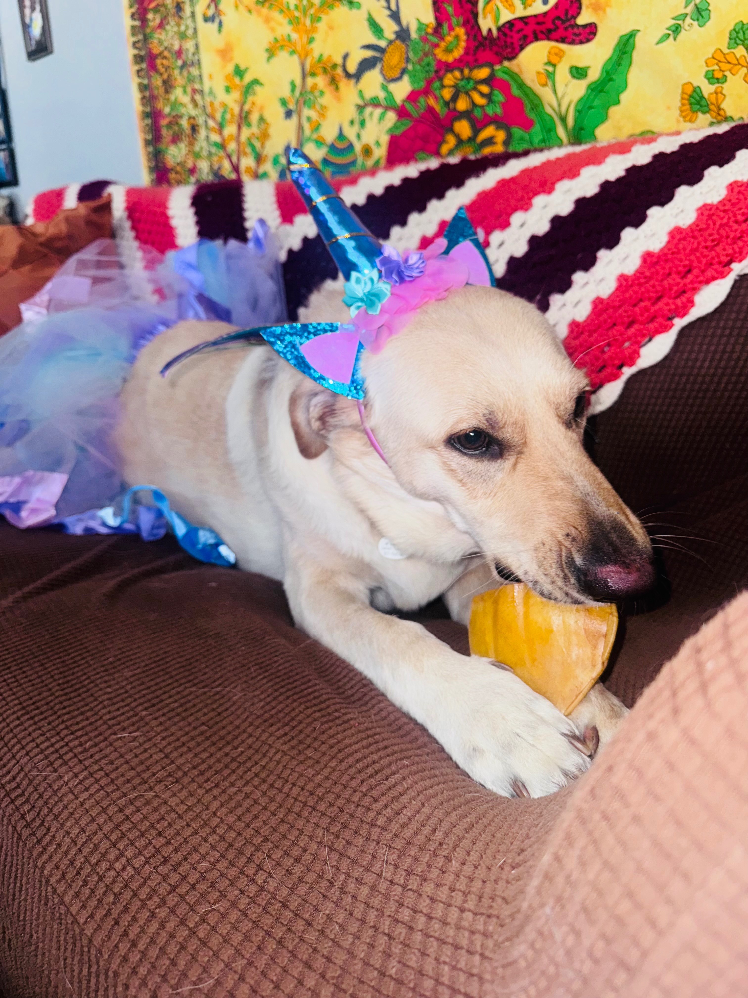Help Maisy Get Emergency Vet Care campaign photo, 2 of 7