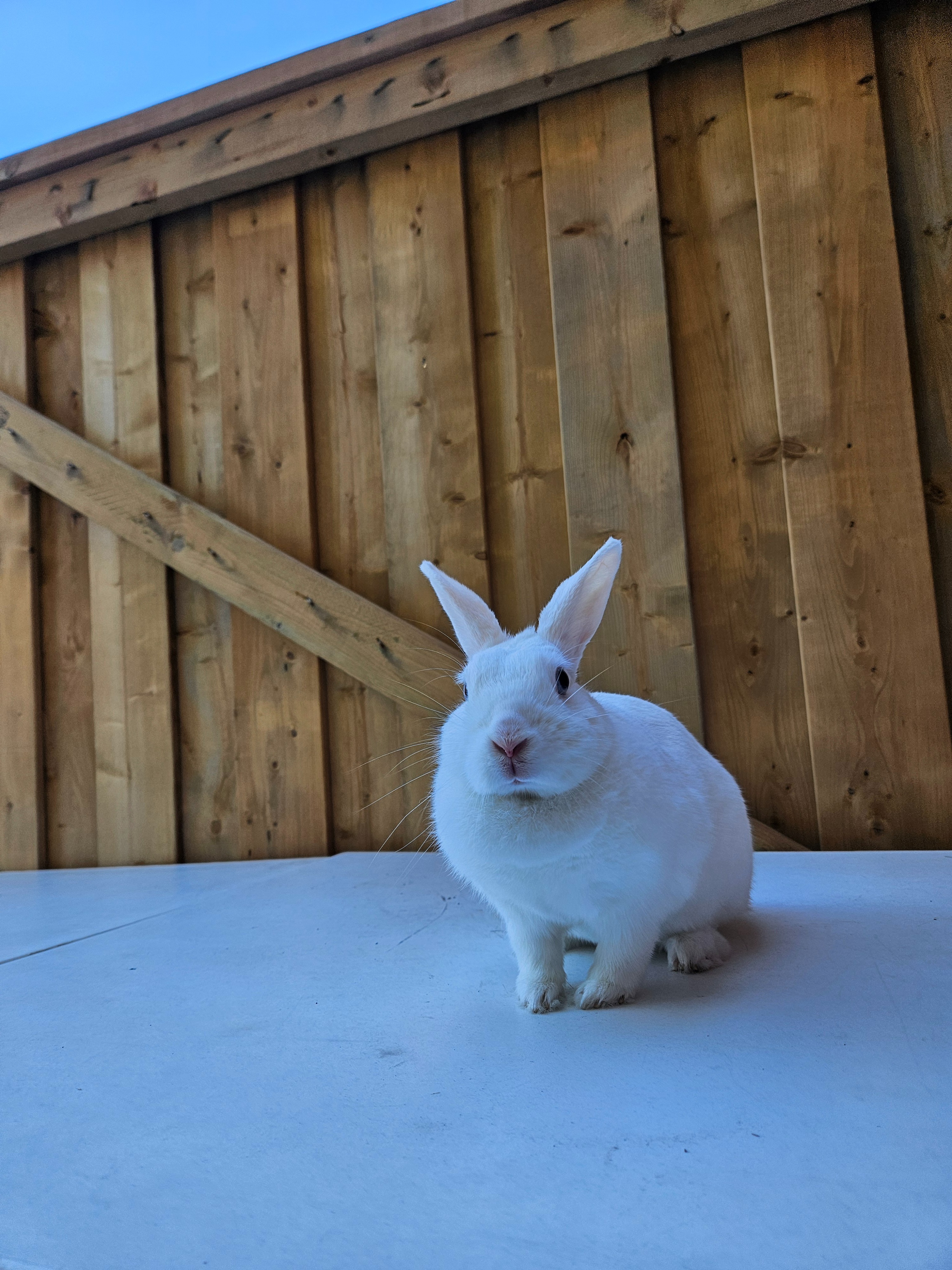 Mass removal for Blue ♡ 4 years old campaign photo, 2 of 5