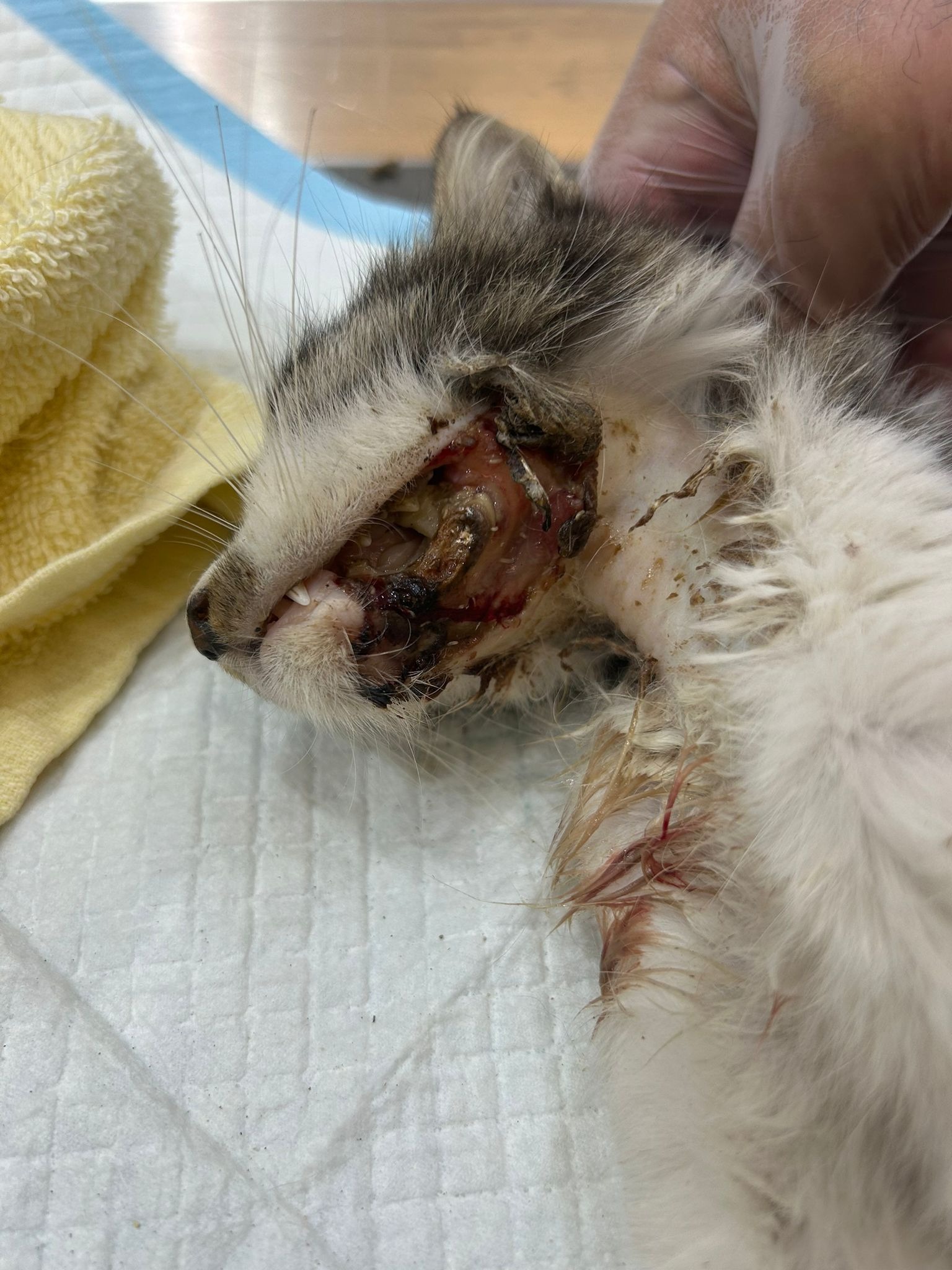 Help save Maggie's life!! campaign photo, 4 of 4