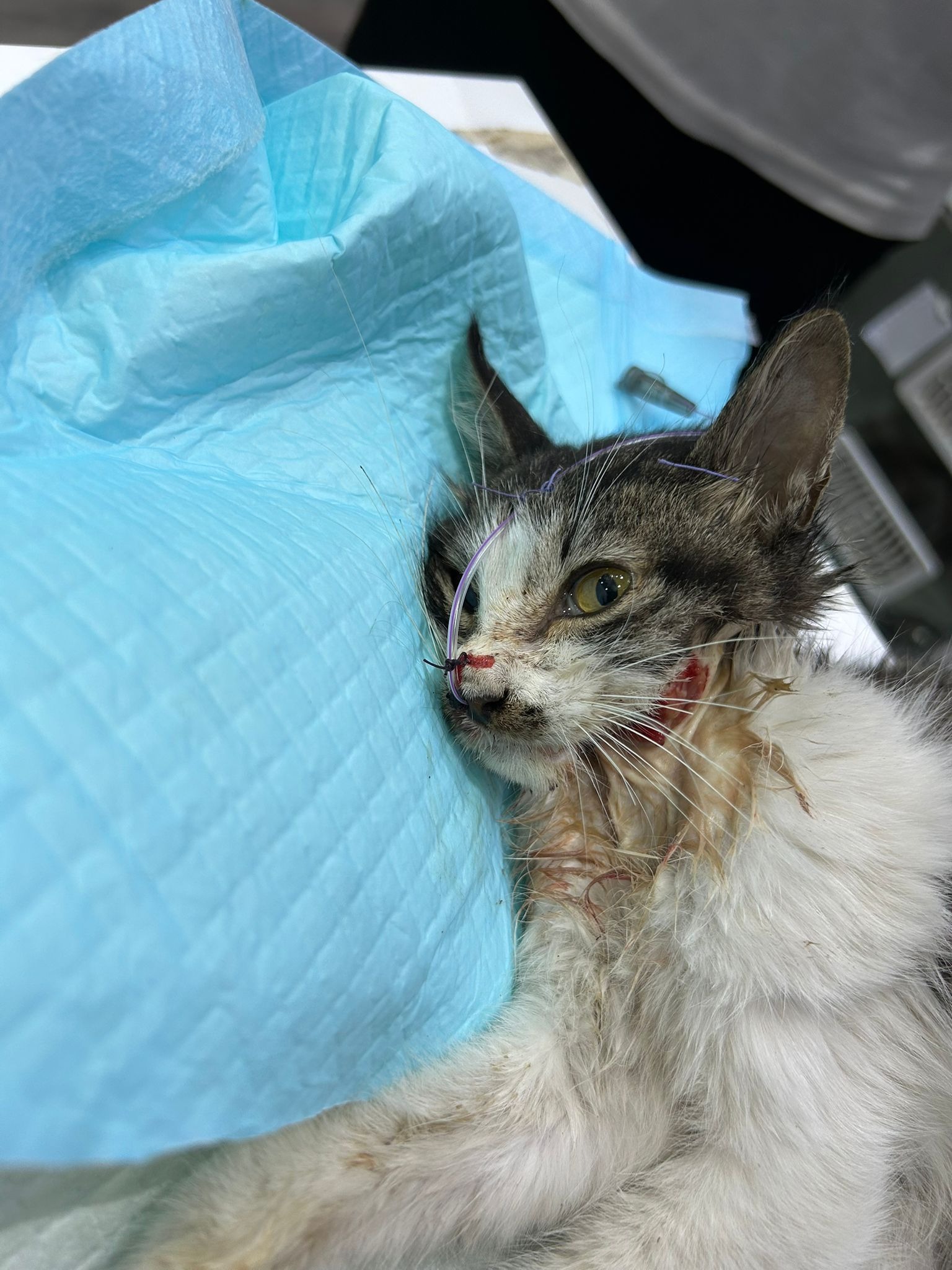 Help save Maggie's life!! campaign photo, 2 of 4