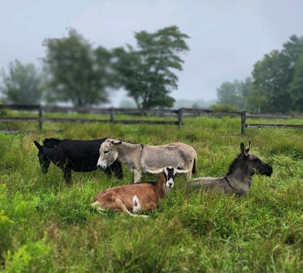Support Sharon's Rescue Farm After Tragedies campaign photo, 7 of 8