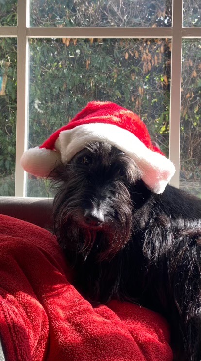 Help Logan Recover After Dog Attack campaign photo, 7 of 8